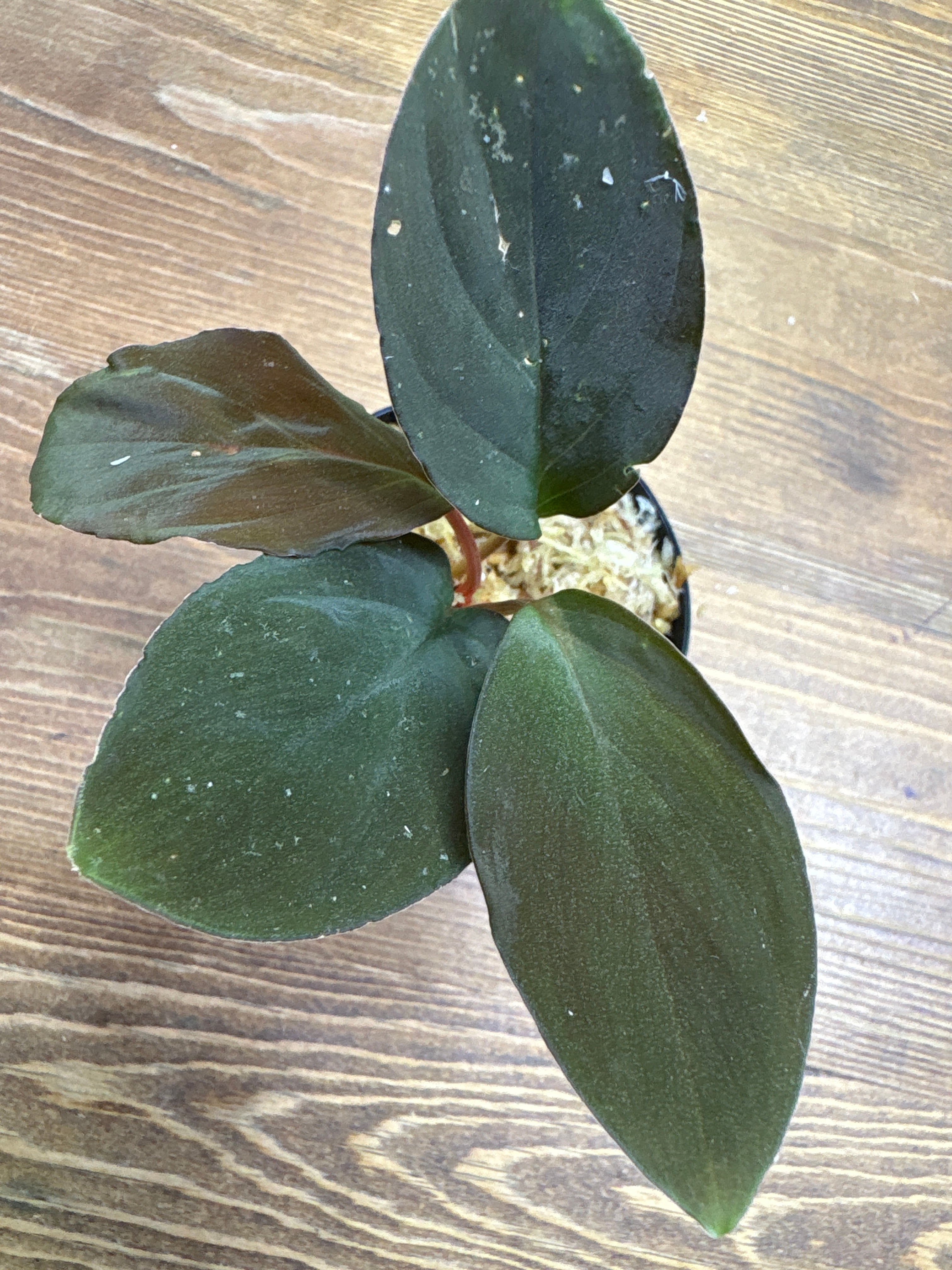 ホマロメナ　ミリ産 ホマロメナ | Plants Base