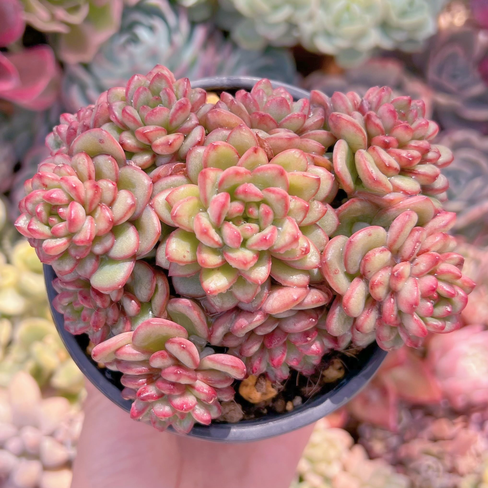 現品　Adam#C60　大群生　るる農園