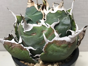 アガベ チタノタ '白鯨'（ハクゲイ）