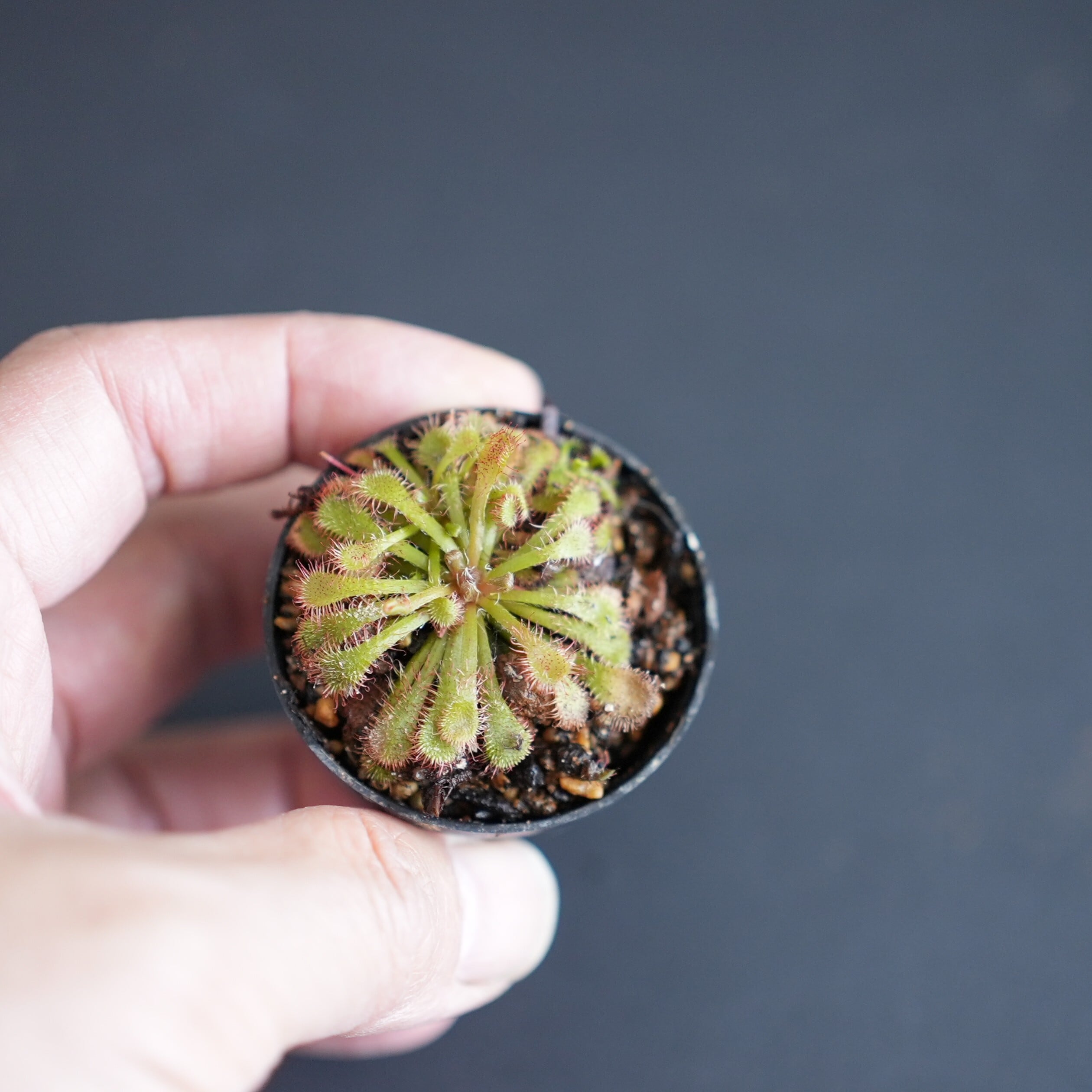 ドロセラ スパチュラータ Drosera spatulata （モウセンゴケ）【食虫