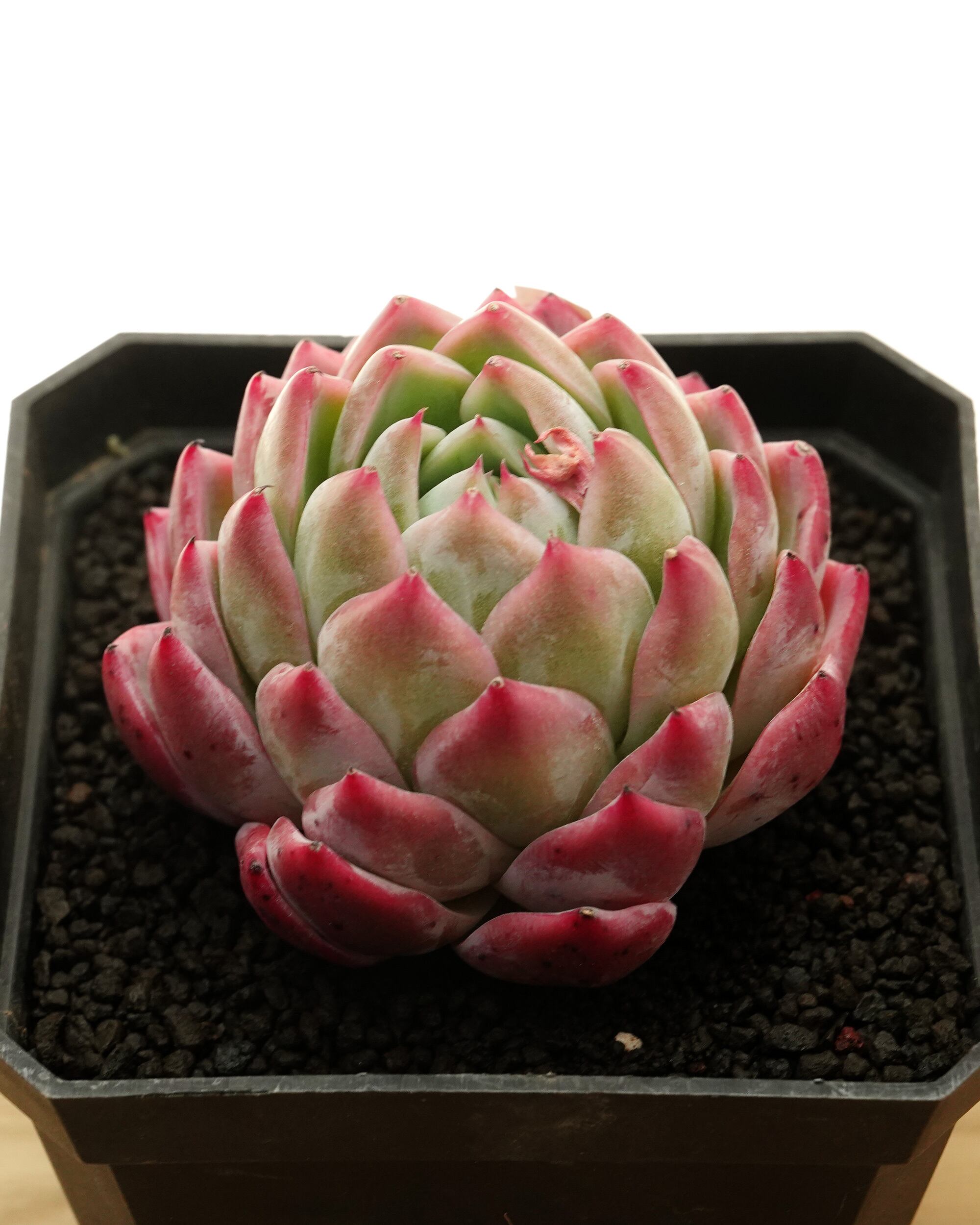 909現物 多肉植物 ロココ 古株 特大 抜き苗 | PAY ID