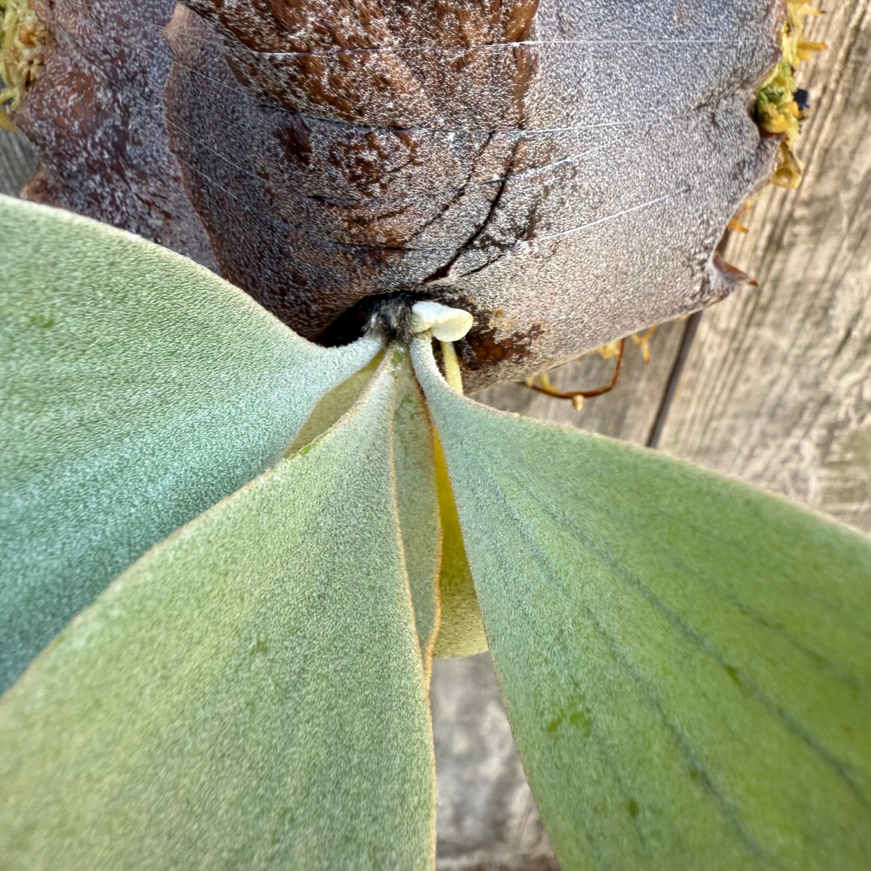 P.Ginka,P.willinckii “Yellow moon” 12th oasis sporeling | naturefix
