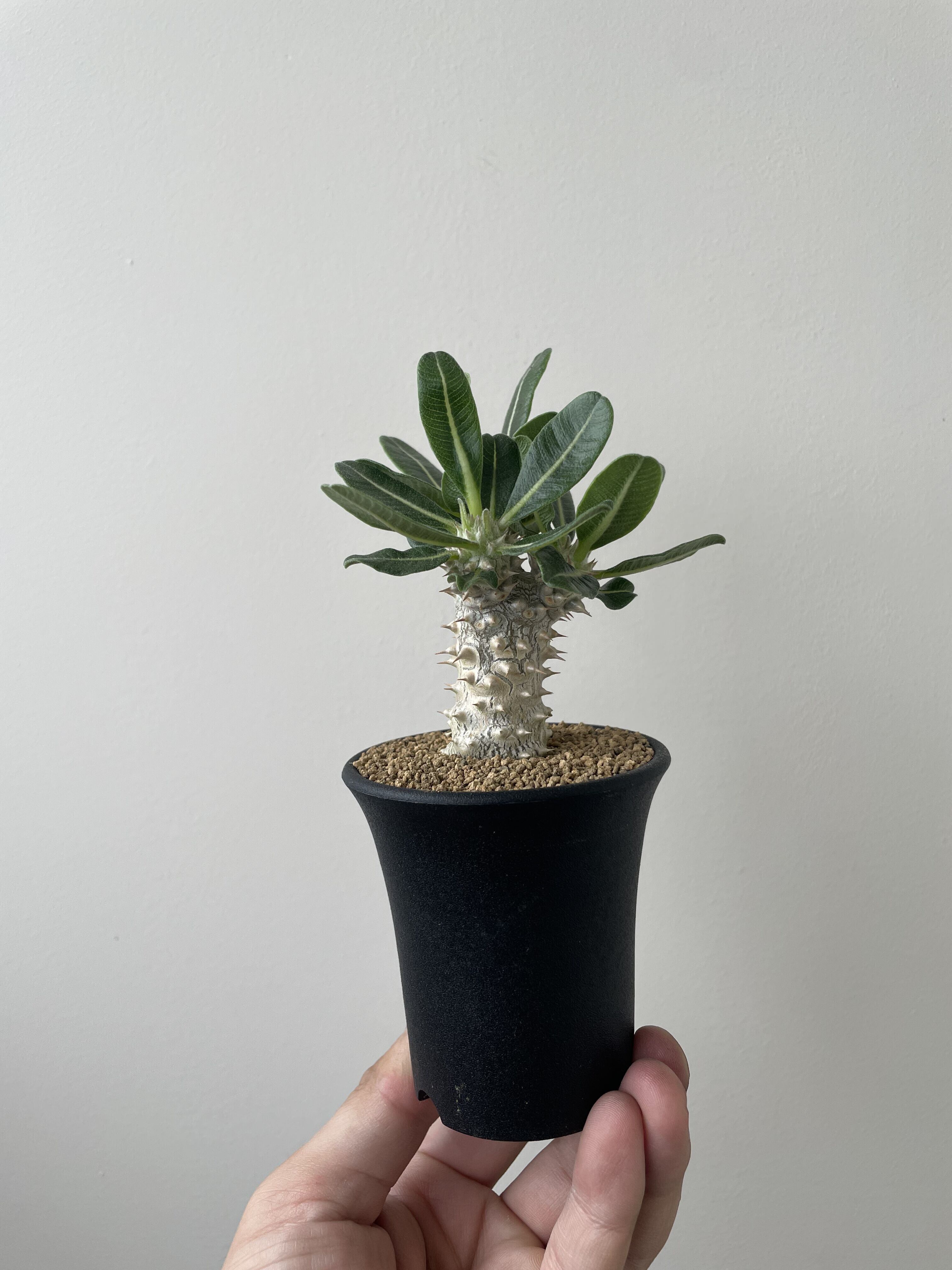 【新着・極上逸品】Pachypodium Tackyi 【激レア品種】パキポディウム タッキー_2