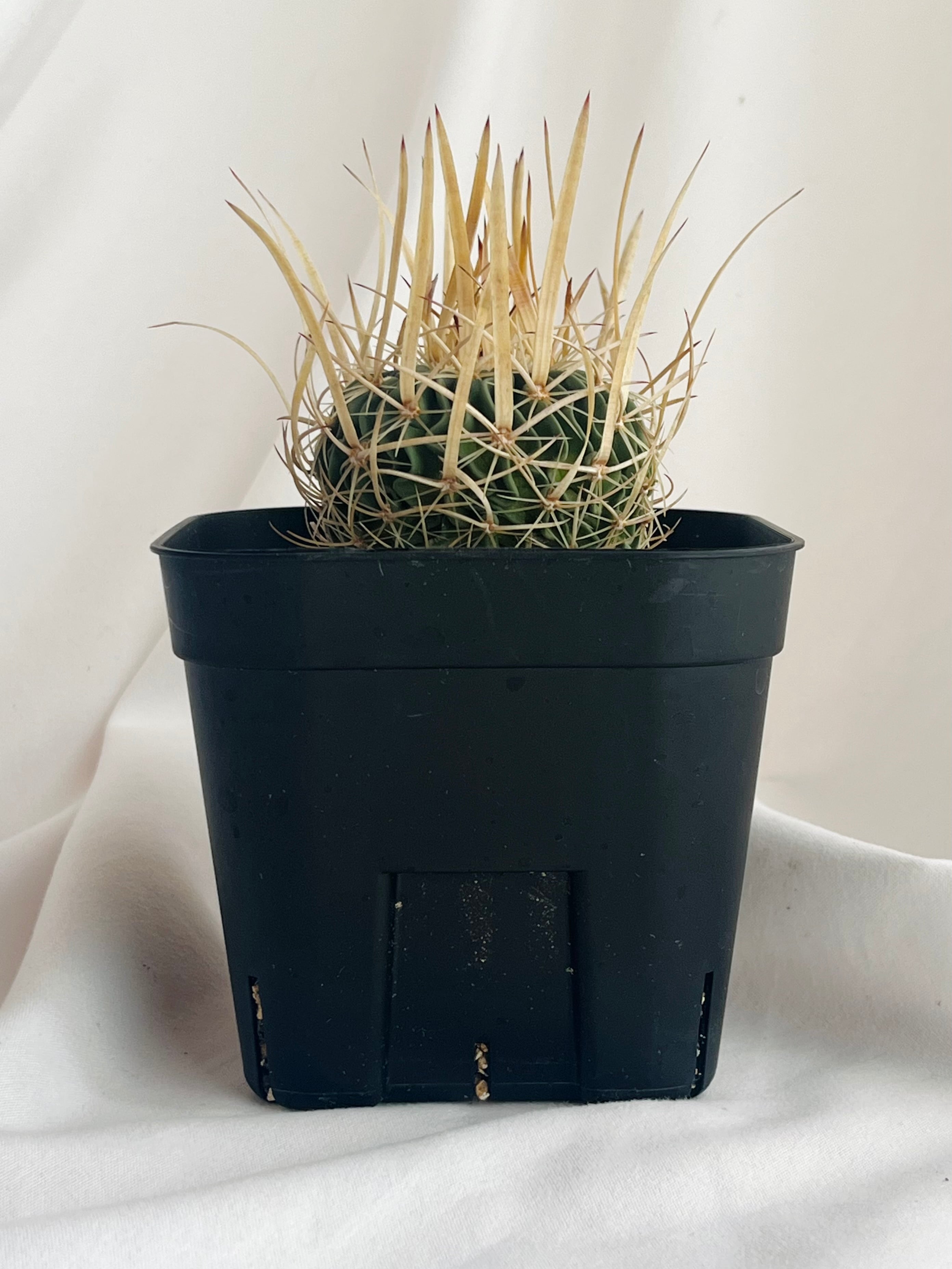 長刺振武玉　実生 Echinofossulocactus エキノフォスロカクタス 長刺振武玉 サボテン