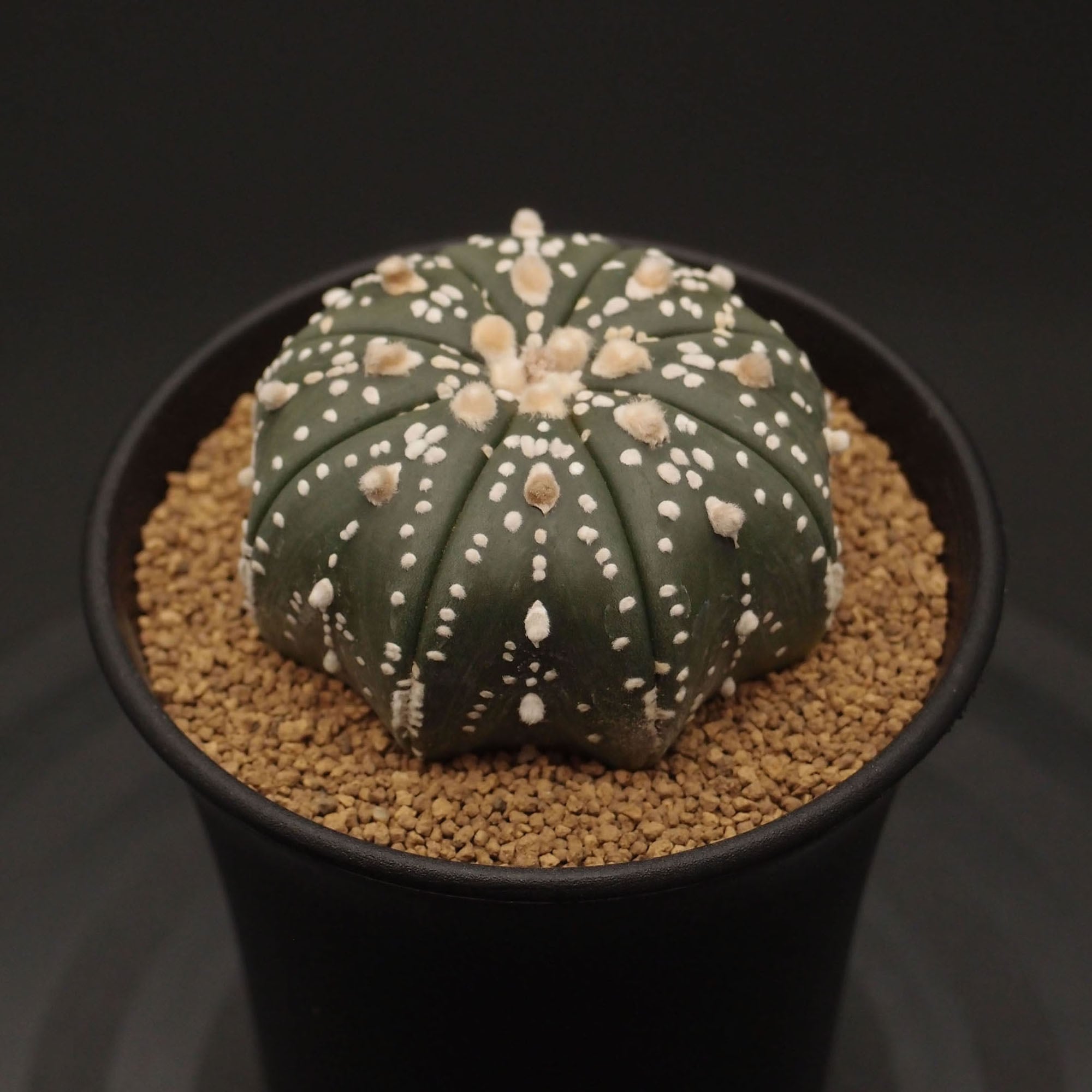 サボテン | 万緑 BAN RYOKU