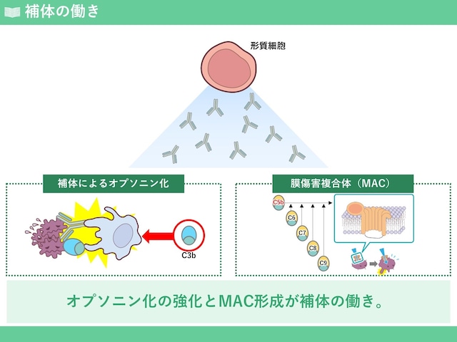 免疫学の基礎トレーニング「適応（獲得）免疫系」