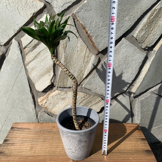 送料無料 ドラセナ コンパクタ 3 5号 曲がり プラ鉢 個性的 デザイン インテリア Florist Lulu Flower ルルフラワー オンラインストア 送料無料 ドラセナ コンパクタ 3 5号 曲がり プラ鉢 個性的 デザイン インテリア Florist Lulu Flower ルルフラワー オンラインストア