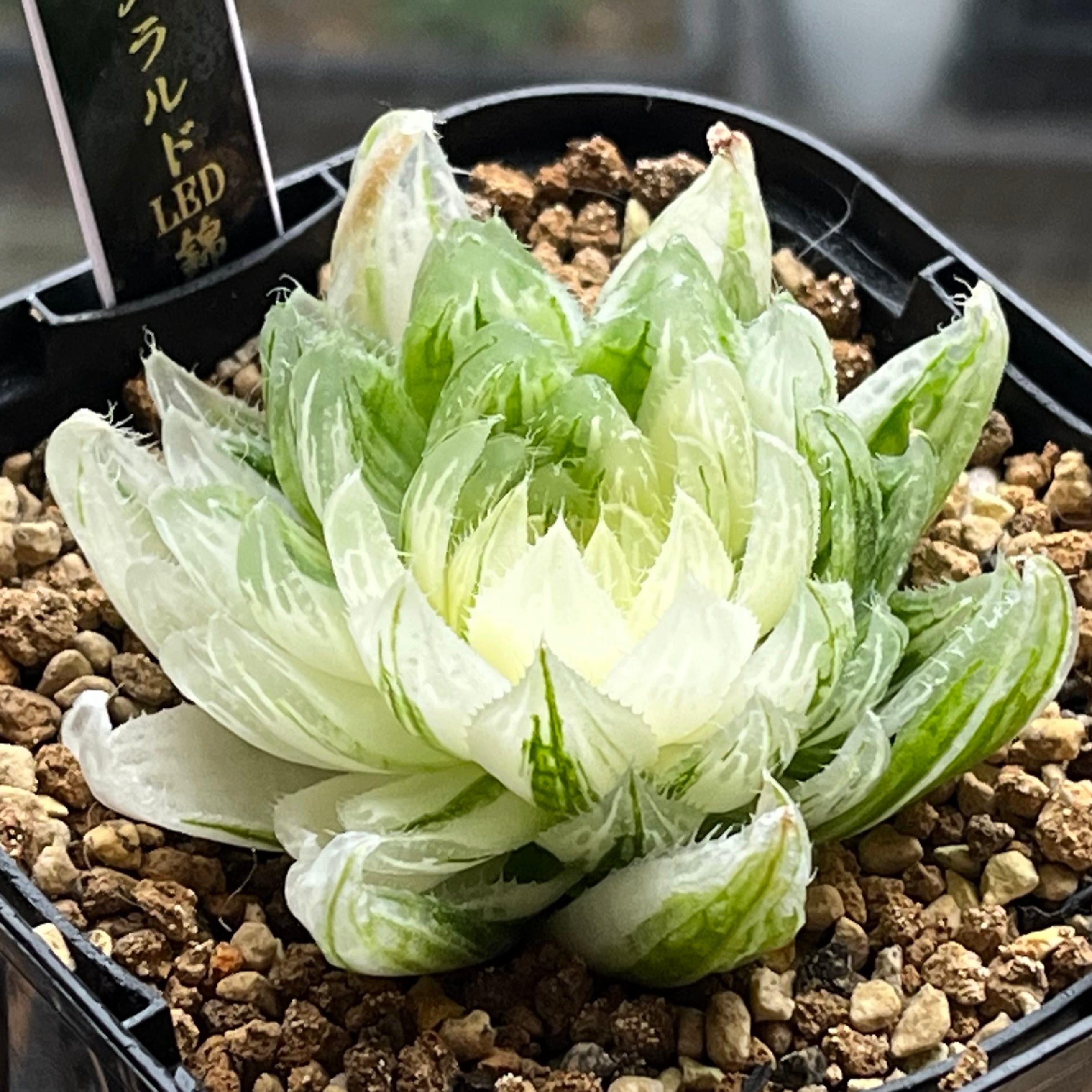 ハオルチア 翠雲錦 | mocono_plants