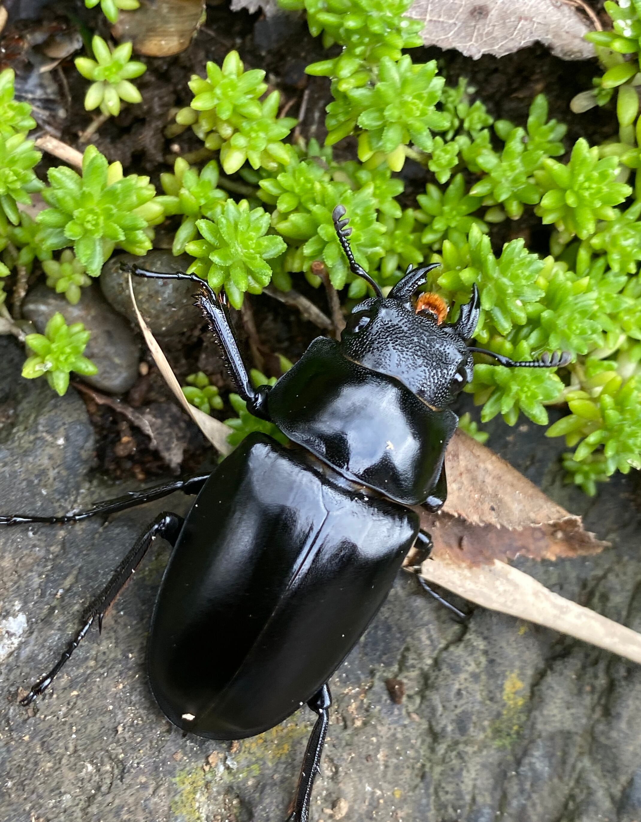 ギラファノコギリクワガタ ｋｅｉｓｕｋｅｉ　♂103♀51.2　新成虫ペア　 超LLサイズギラファノコギリクワガタ114ｍｍペアホワイトアイ血統