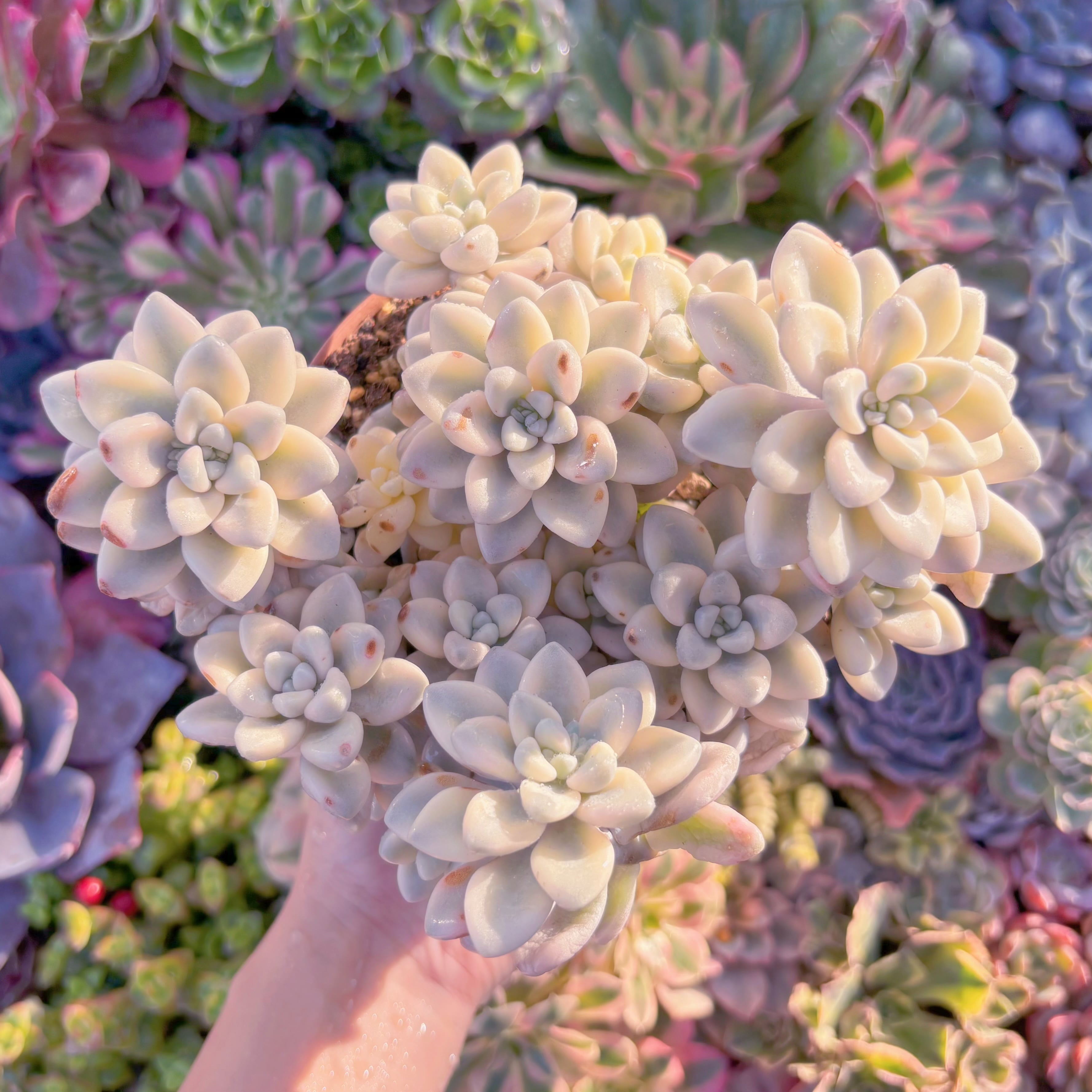 現品　エイレン錦#634　大群生　在庫僅少　るる農園