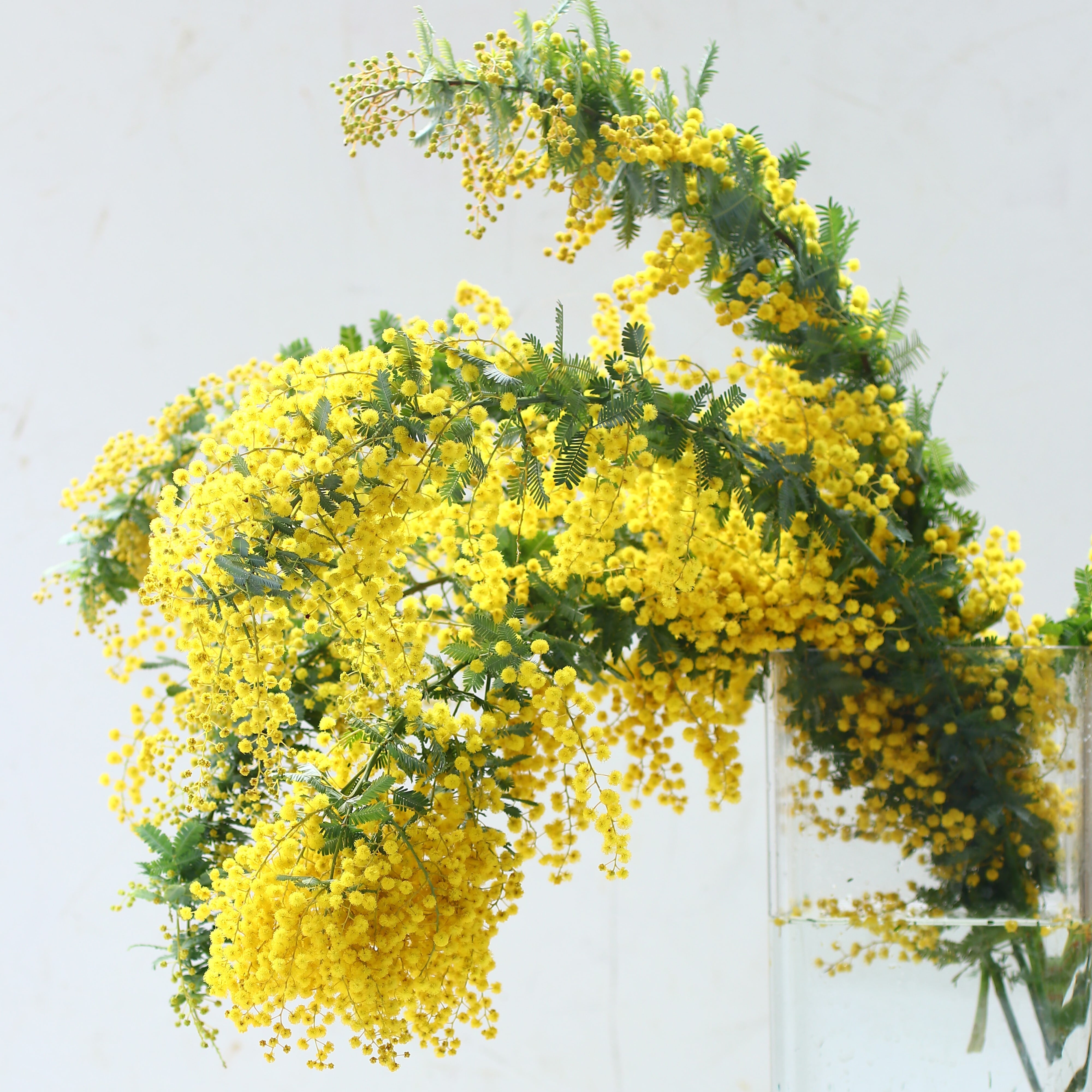 ミモザ 花材のみ「フレッシュミモザ5本セット」Lサイズ 70cm ミモザ