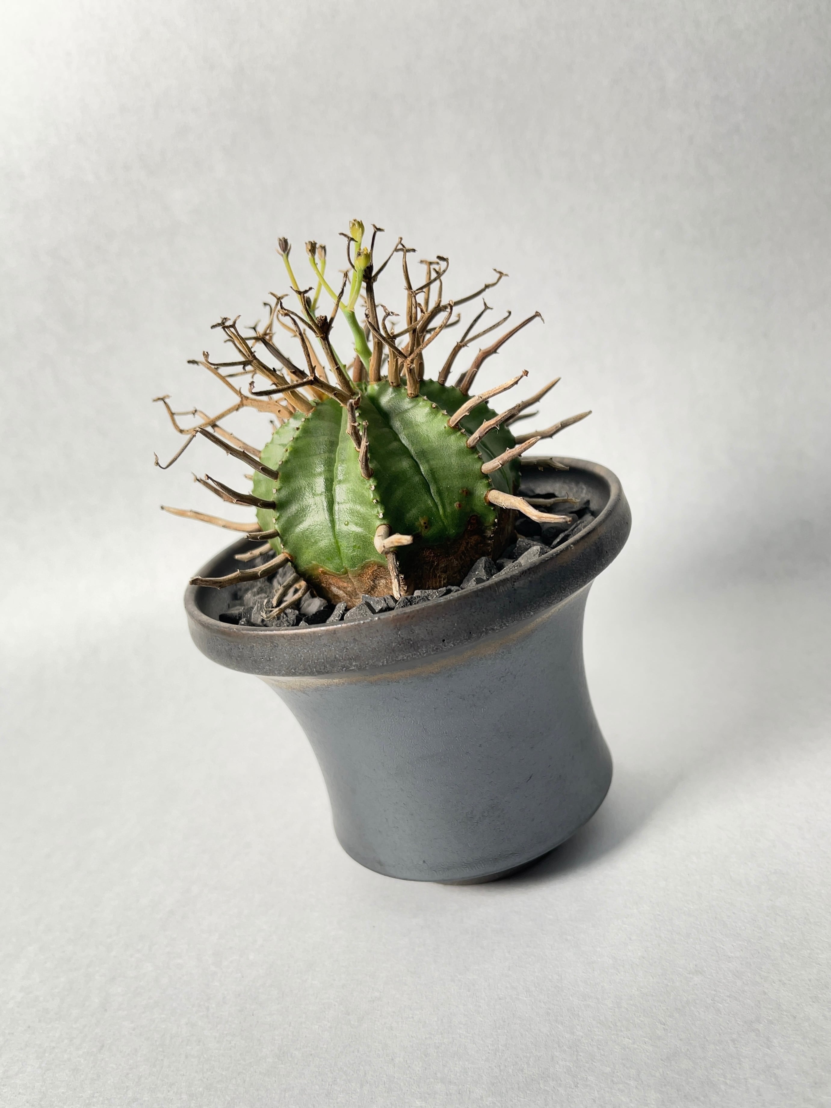 ユーフォルビア・バリダ | trigger