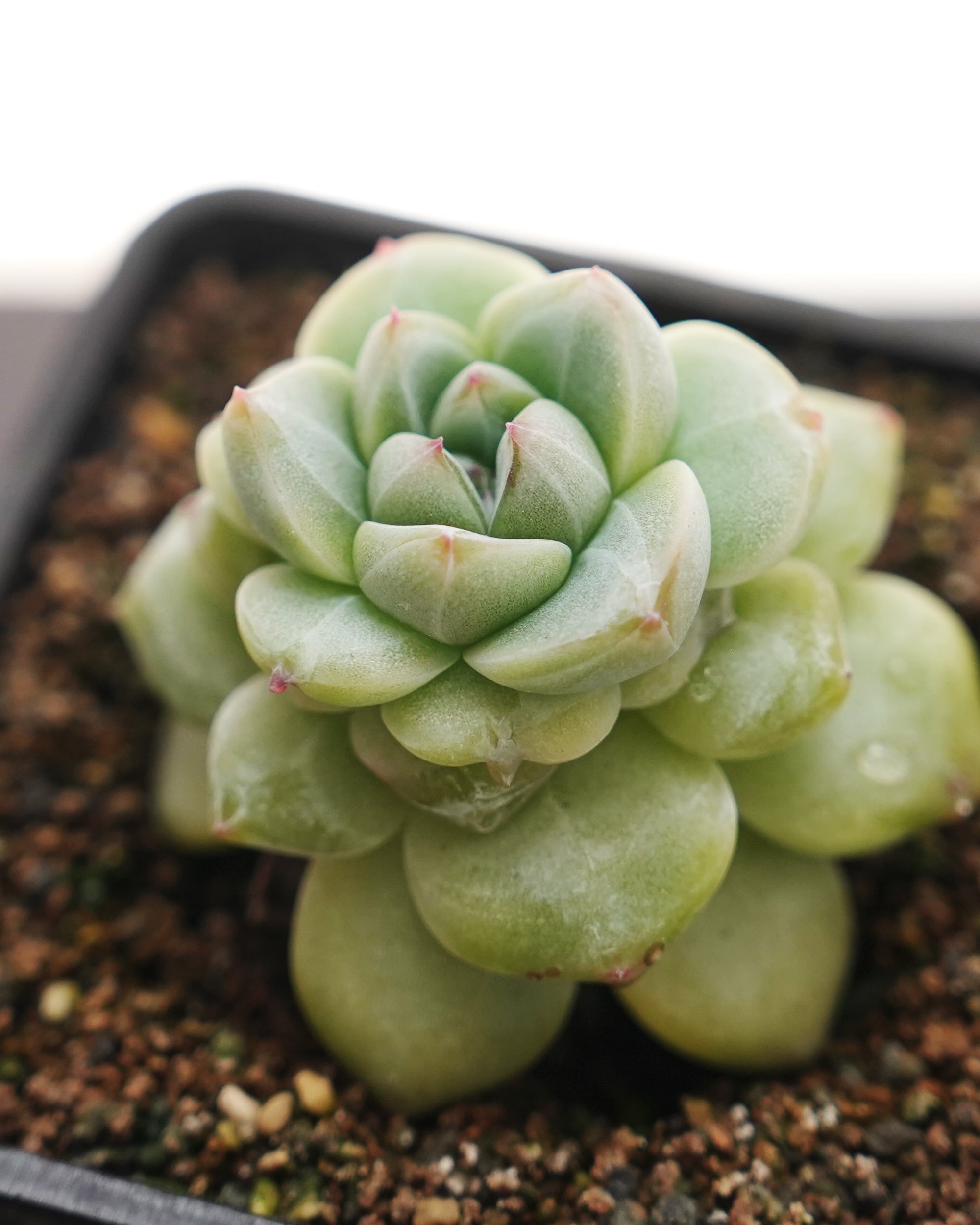 PREMIUM】 抜き苗 フォルティチュード Echeveria 'Fortitude