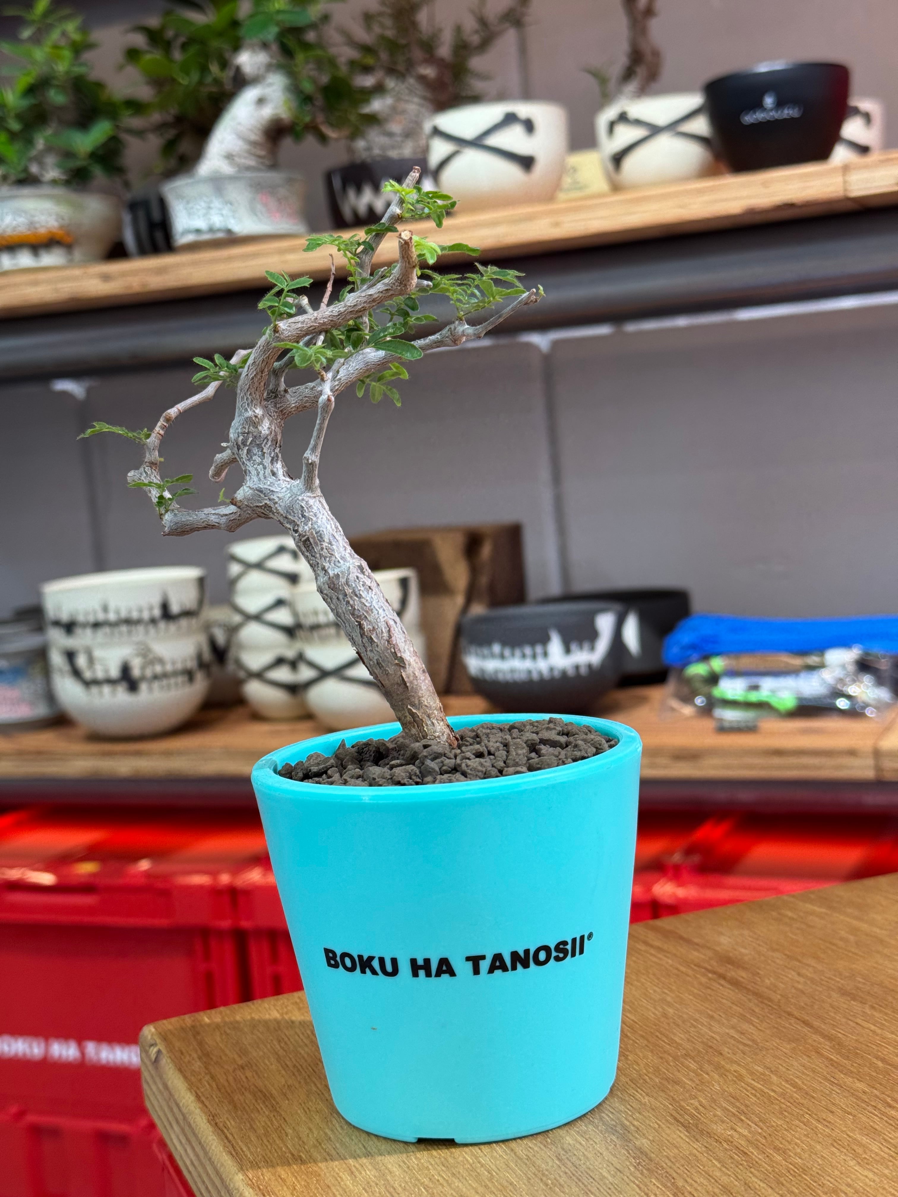 Y*a様 コミフォラ　モンストローサ　実生　鉢付き 新着】Commiphora monstrosa【実生苗の小さい時から作り込める盆栽塊根
