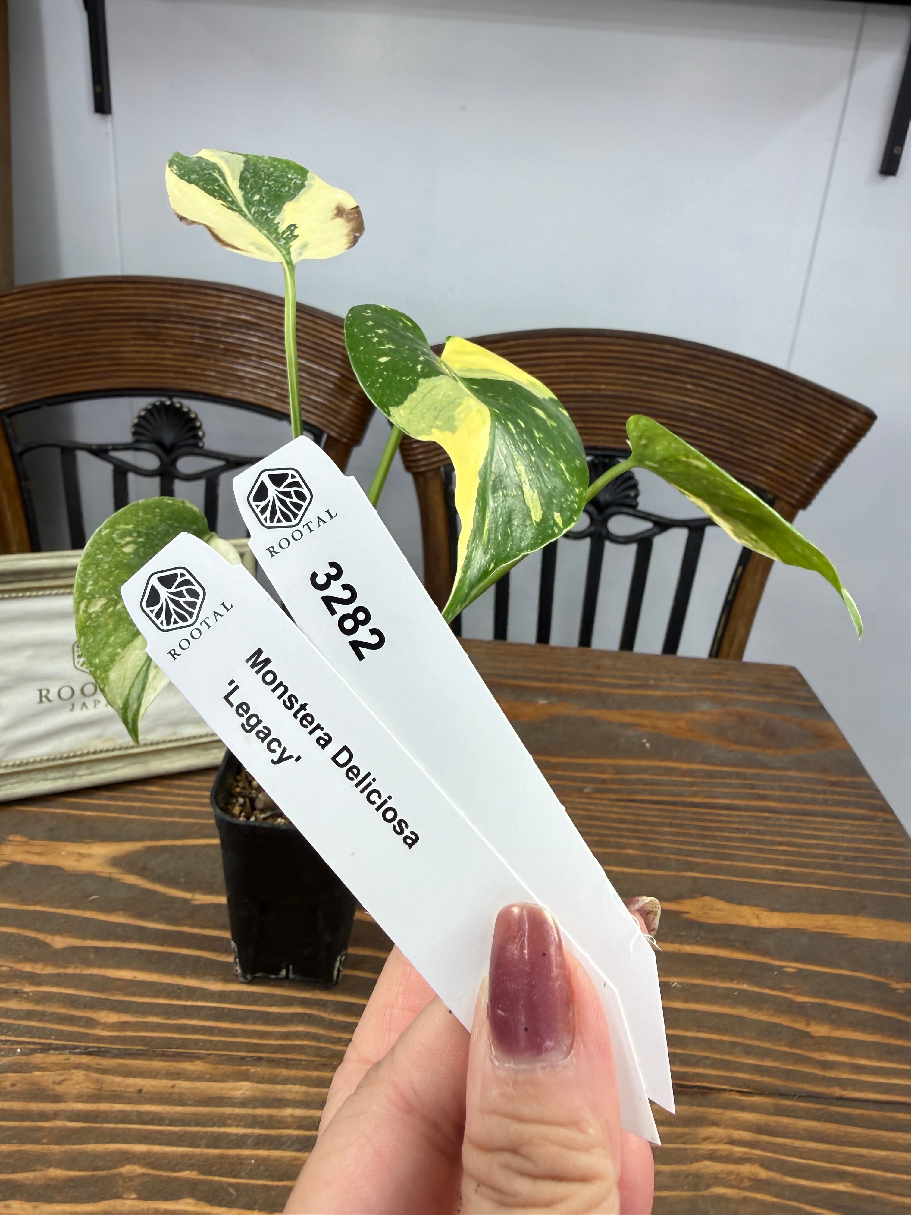 モンステラ | ROOTALPLANTS