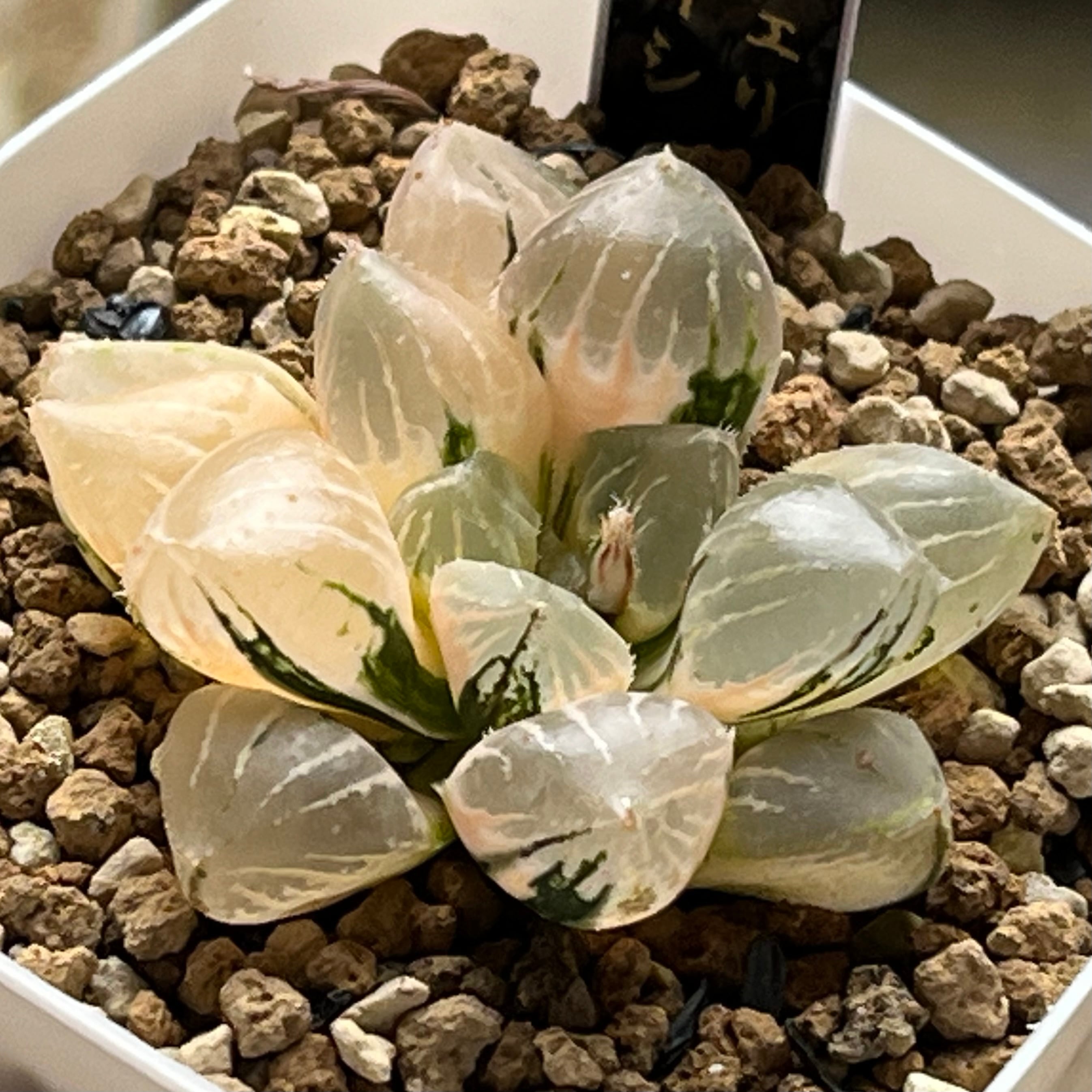 ハオルチア ジェリーフィッシュ錦 | mocono_plants