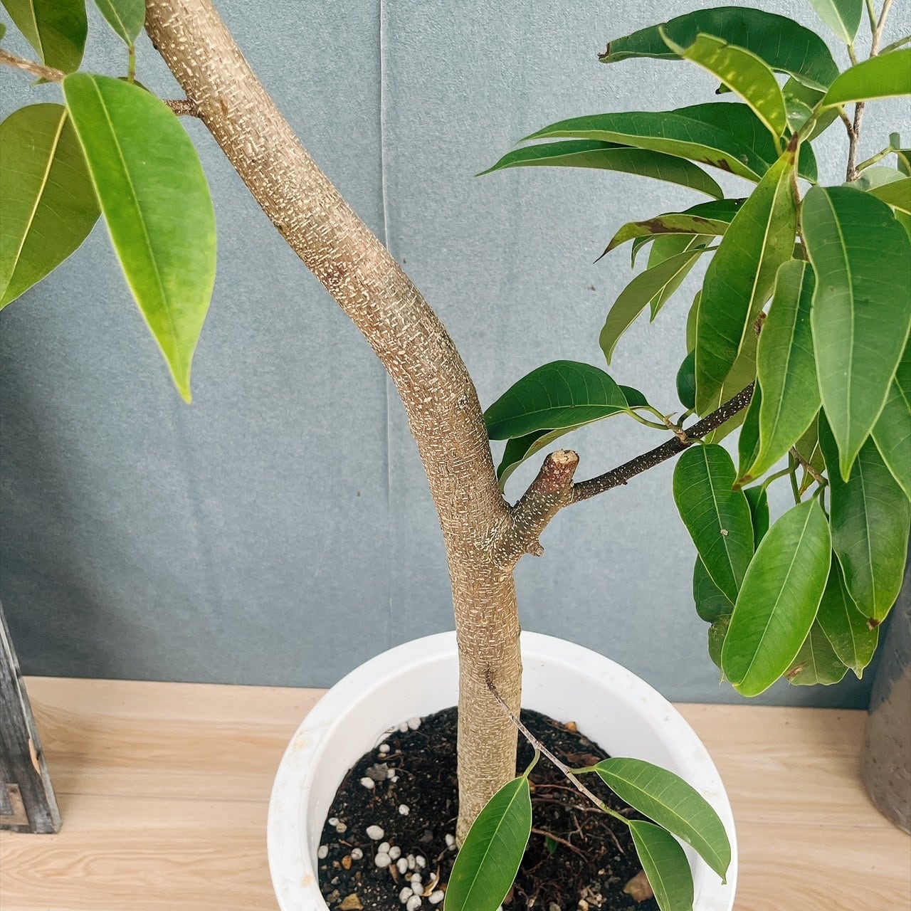 現品］23番 フィカス アムステルダムキング 10号 観葉植物 大型 室内