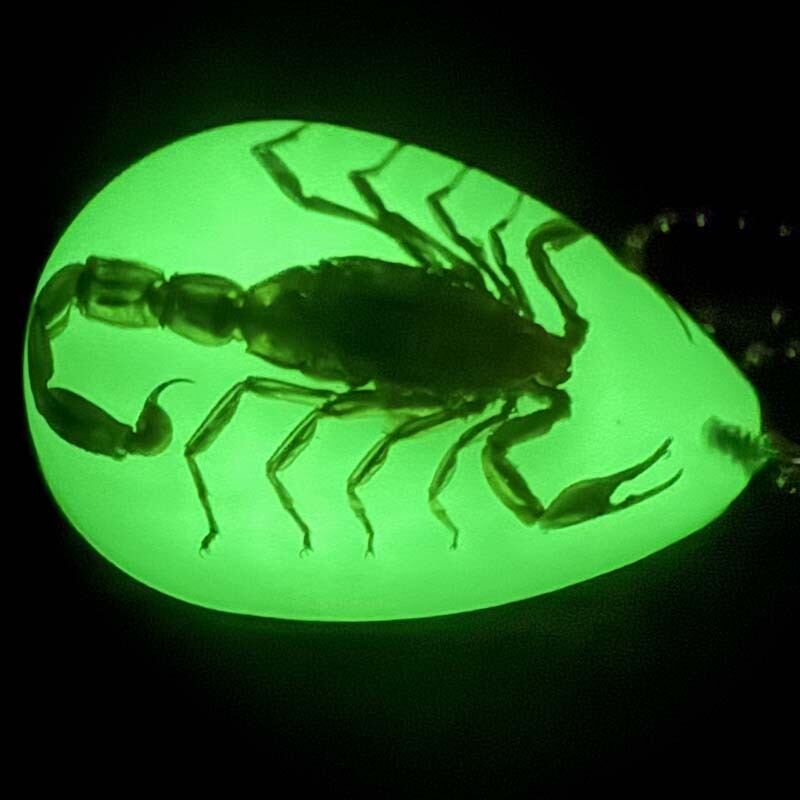 アリゾナ州のお土産雑貨 サソリが入ったキーチェーン 暗闇で光る Glow