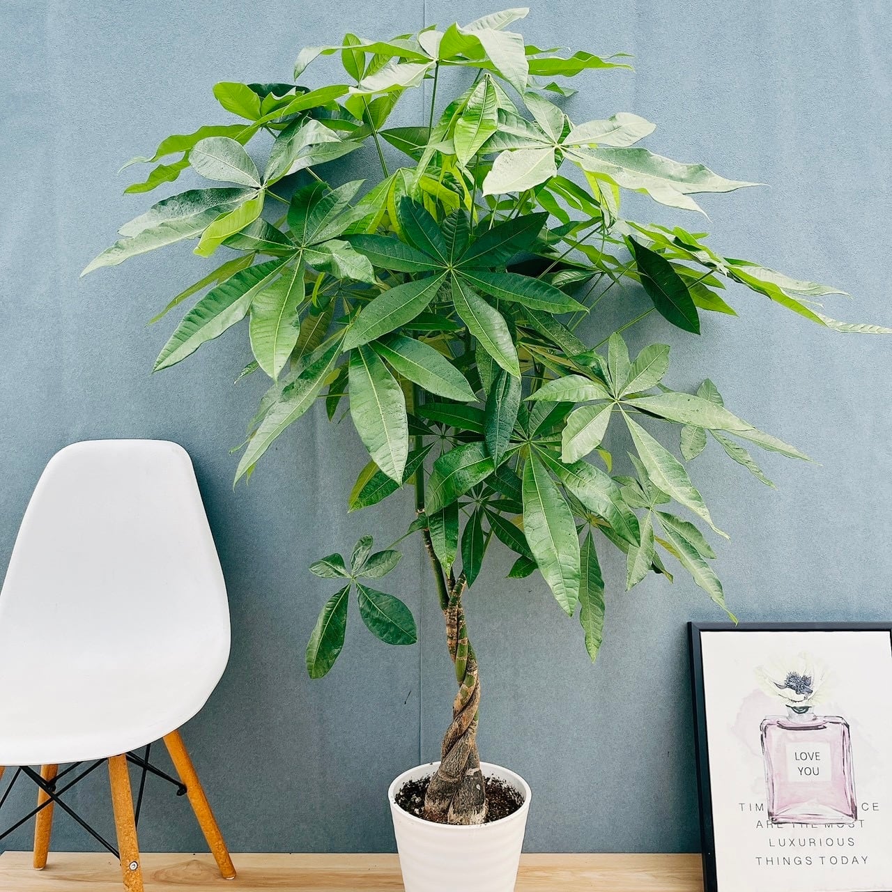 ［現品］33番　パキラ　編み込み　8号　観葉植物　おしゃれ　室内　大型　ねじり 現品］33番 パキラ 編み込み 8号 観葉植物 おしゃれ 室内 大型 ねじり