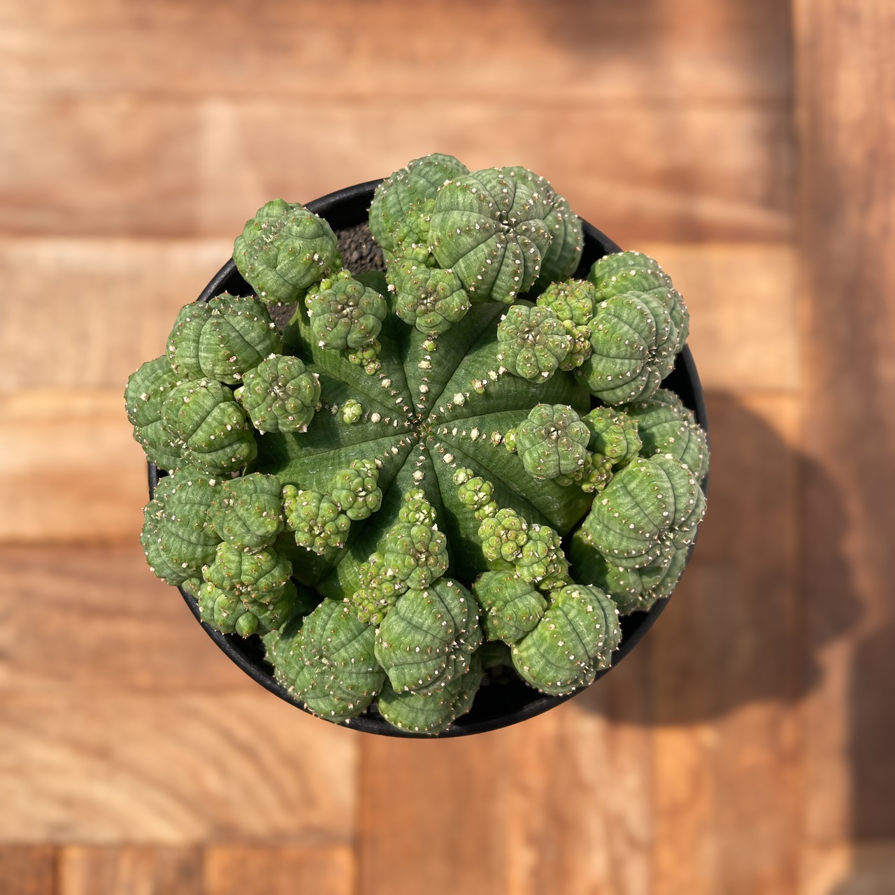 Euphorbia obesa ssp.symmetrica【ユーフォルビア・仔吹きシンメトリカ】