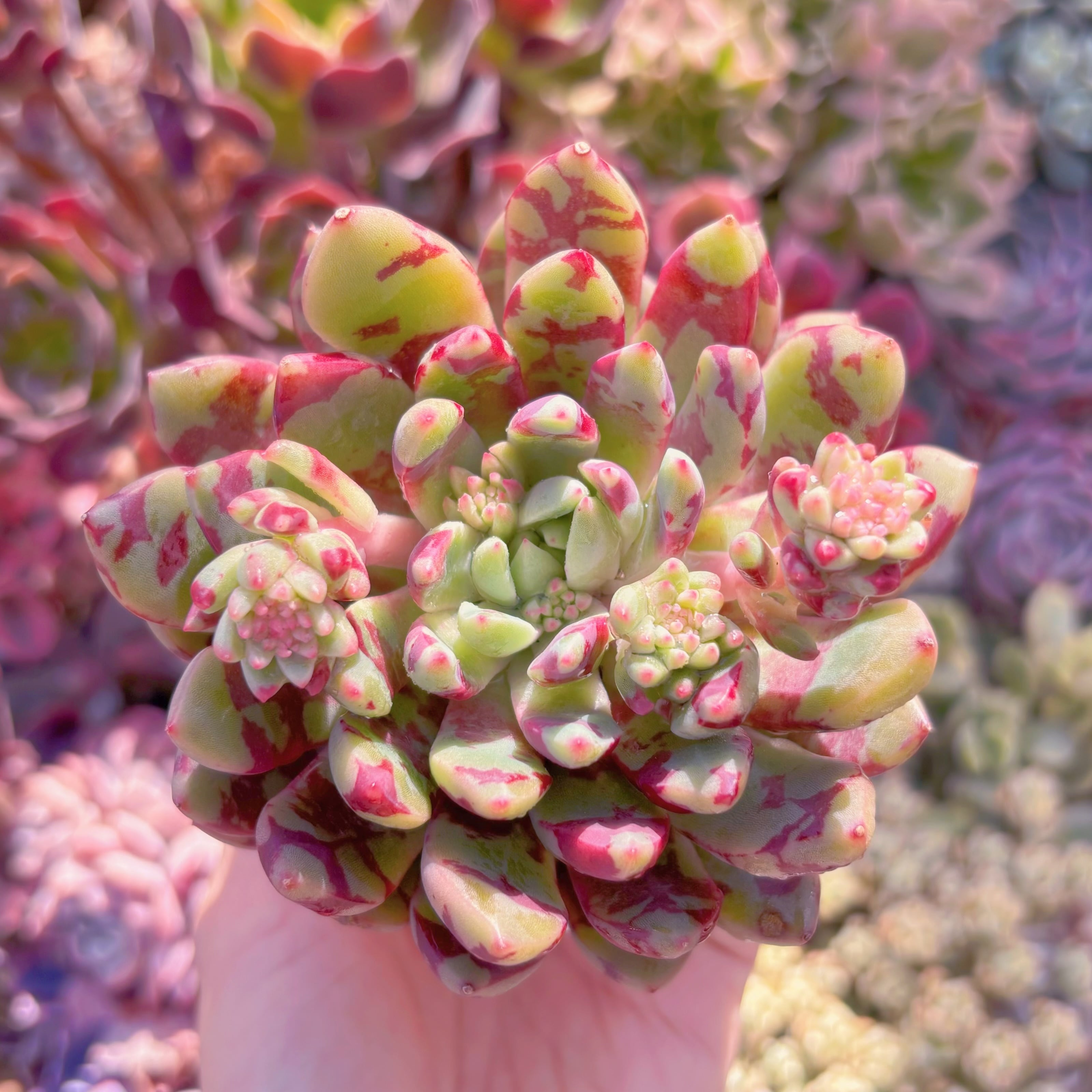 多肉植物　ブラッドスワロー　新入荷　るる農園