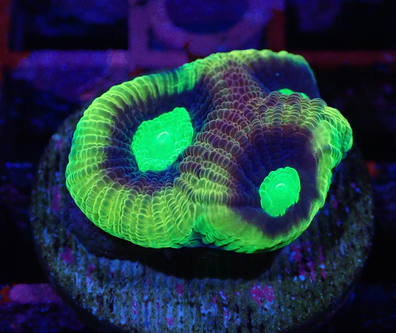 【現地買付】DragonSoulFavia Frag 4