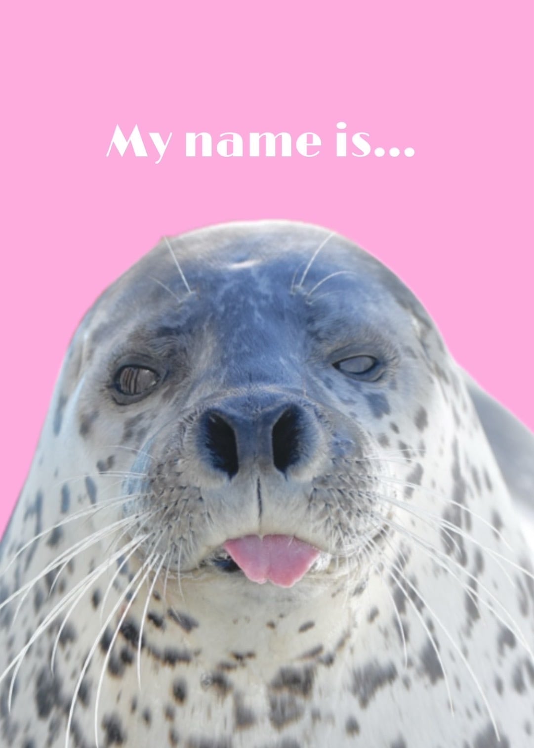 あざらし様 リクエスト 7点 まとめ商品 アザラシ旅便利ツール🦭(野生の乾きアザラシ) (@Y_K_AzarashiDB