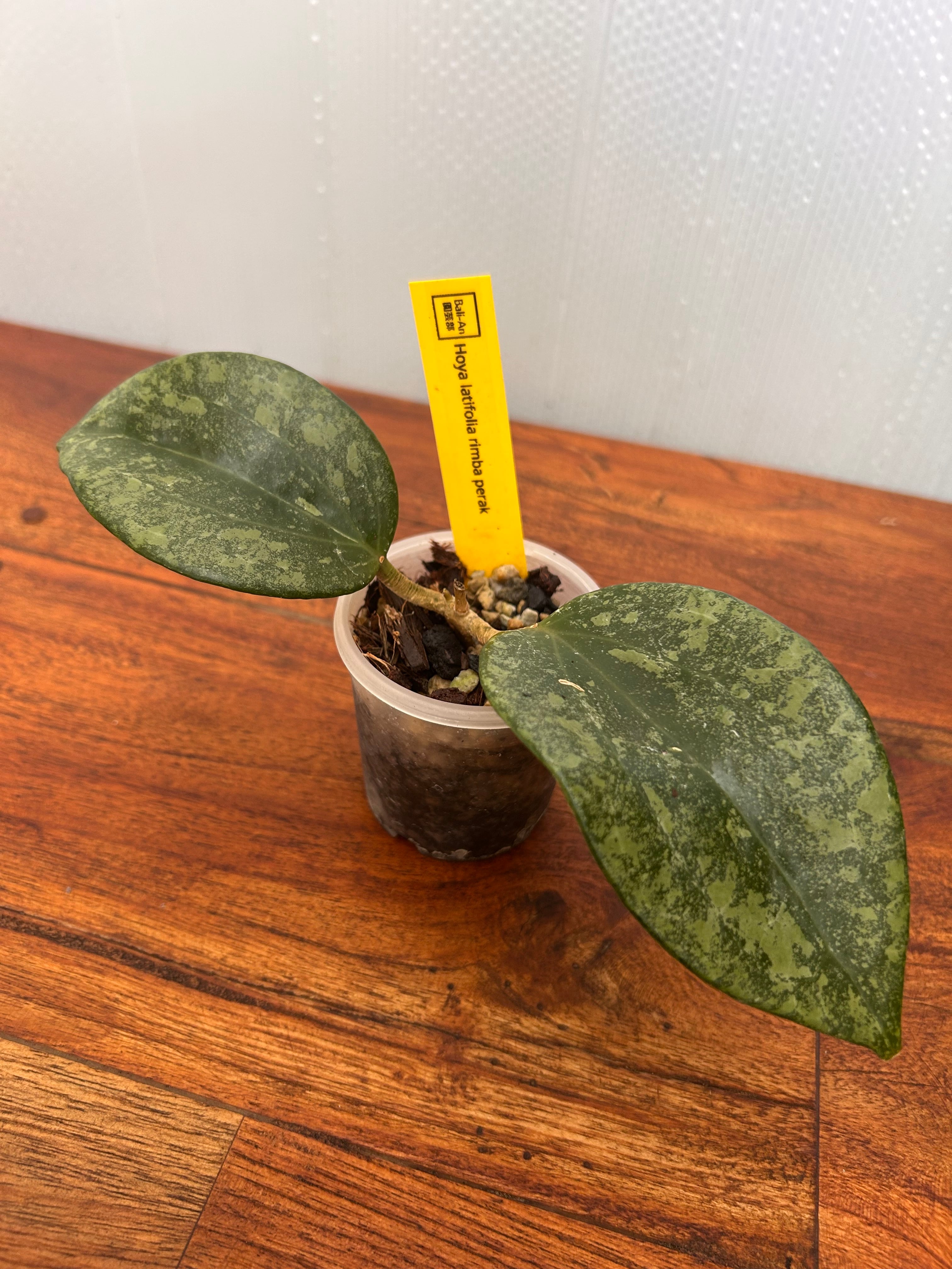 Hoya | BALI-AN 園芸