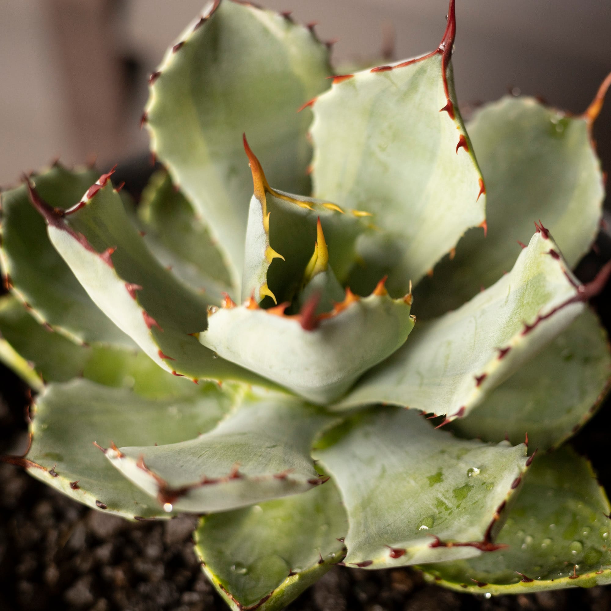 発根済】アガベ 吉祥冠 親株 agave 多肉植物 塊根植物 コーデックス