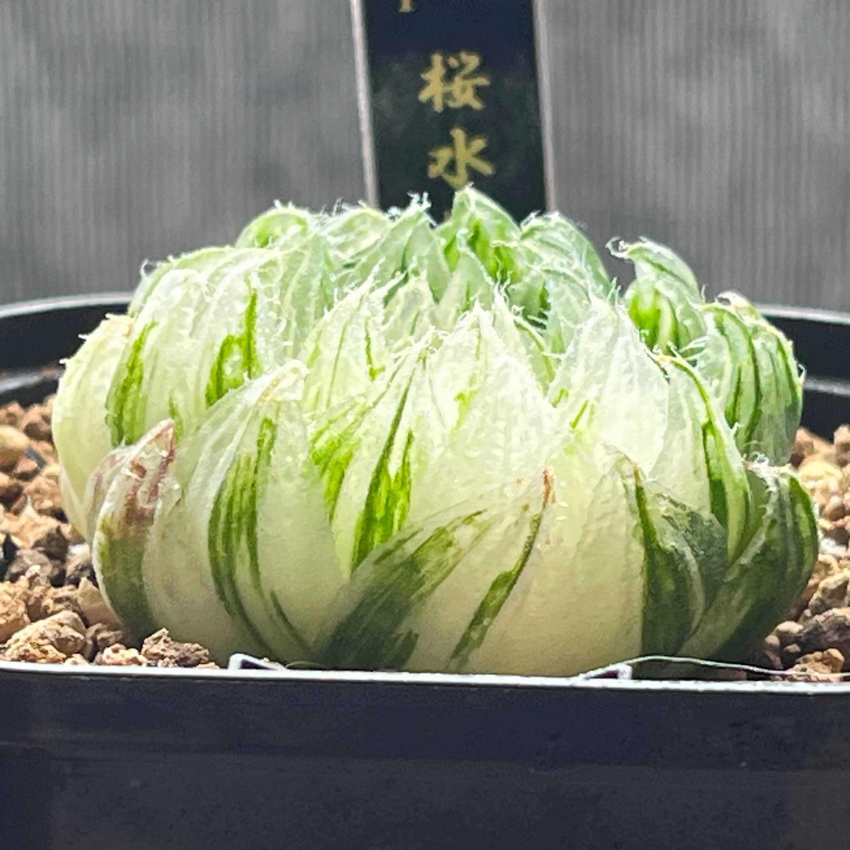 ハオルチア 桜水晶錦 | mocono_plants