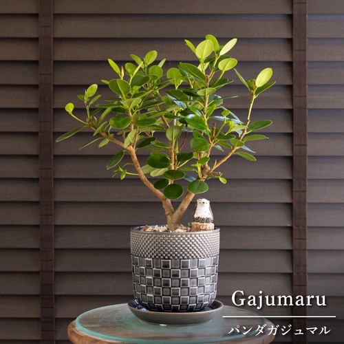 パンダガジュマル 4.5号 陶器鉢 ピック付 観葉植物 ガジュマルの木 多幸の木 ガジュマル 0719NV