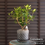 パンダガジュマル 4.5号 陶器鉢 ピック付 観葉植物 ガジュマルの木 多幸の木 ガジュマル 0719NV