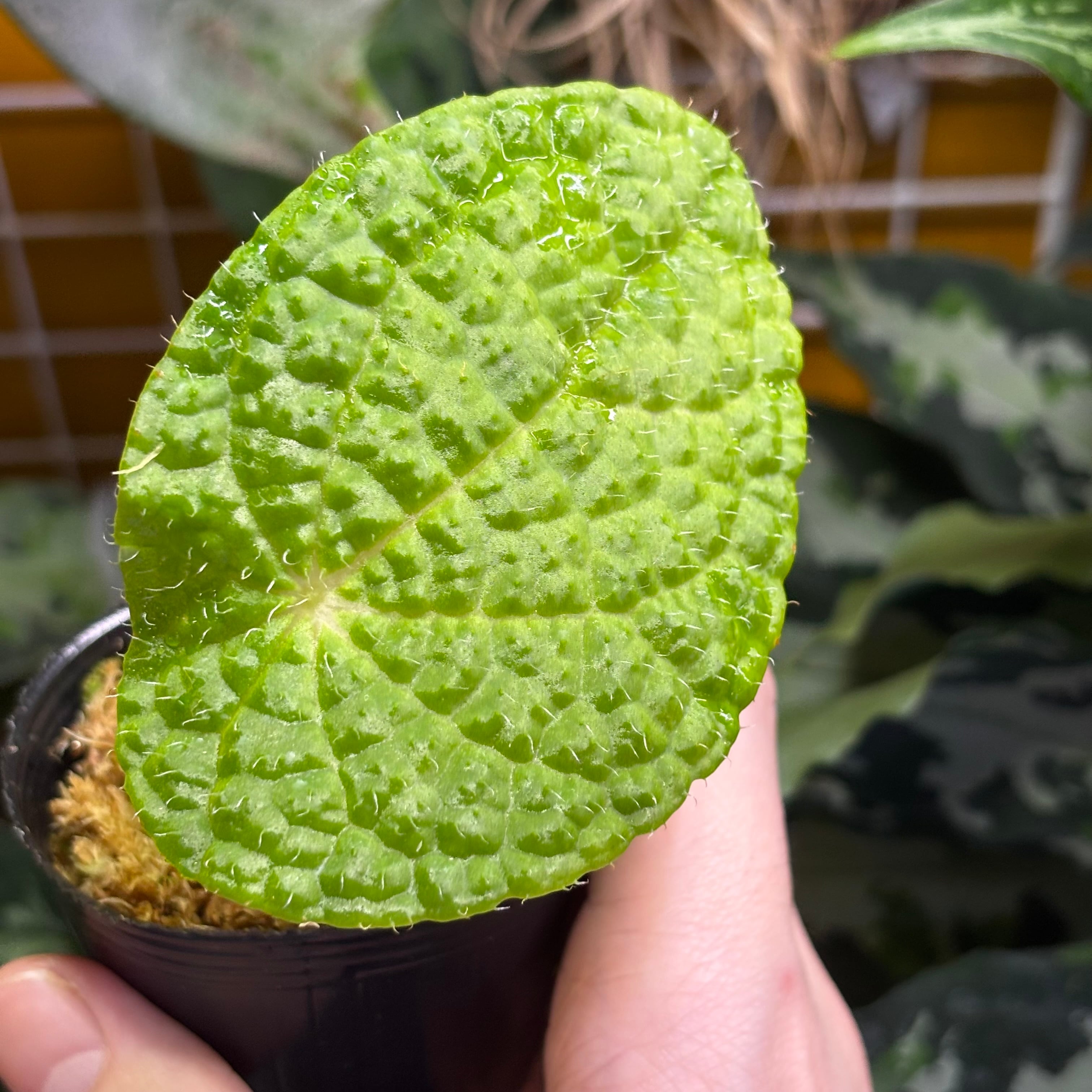 ご確認用　Begonia 原種ベゴニア Begonia versicolor 原種ベゴニア ヴェルシコロール | 熱帯雨林植物