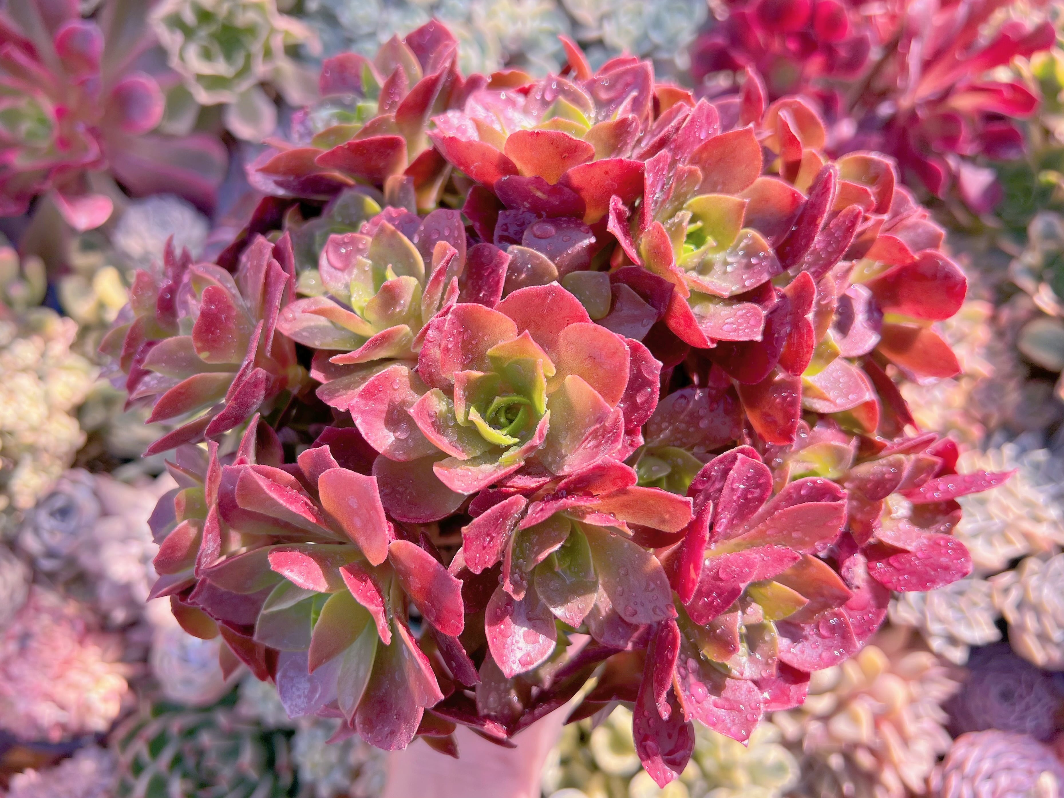 現品　ローズ法師#047　古株　るる農園