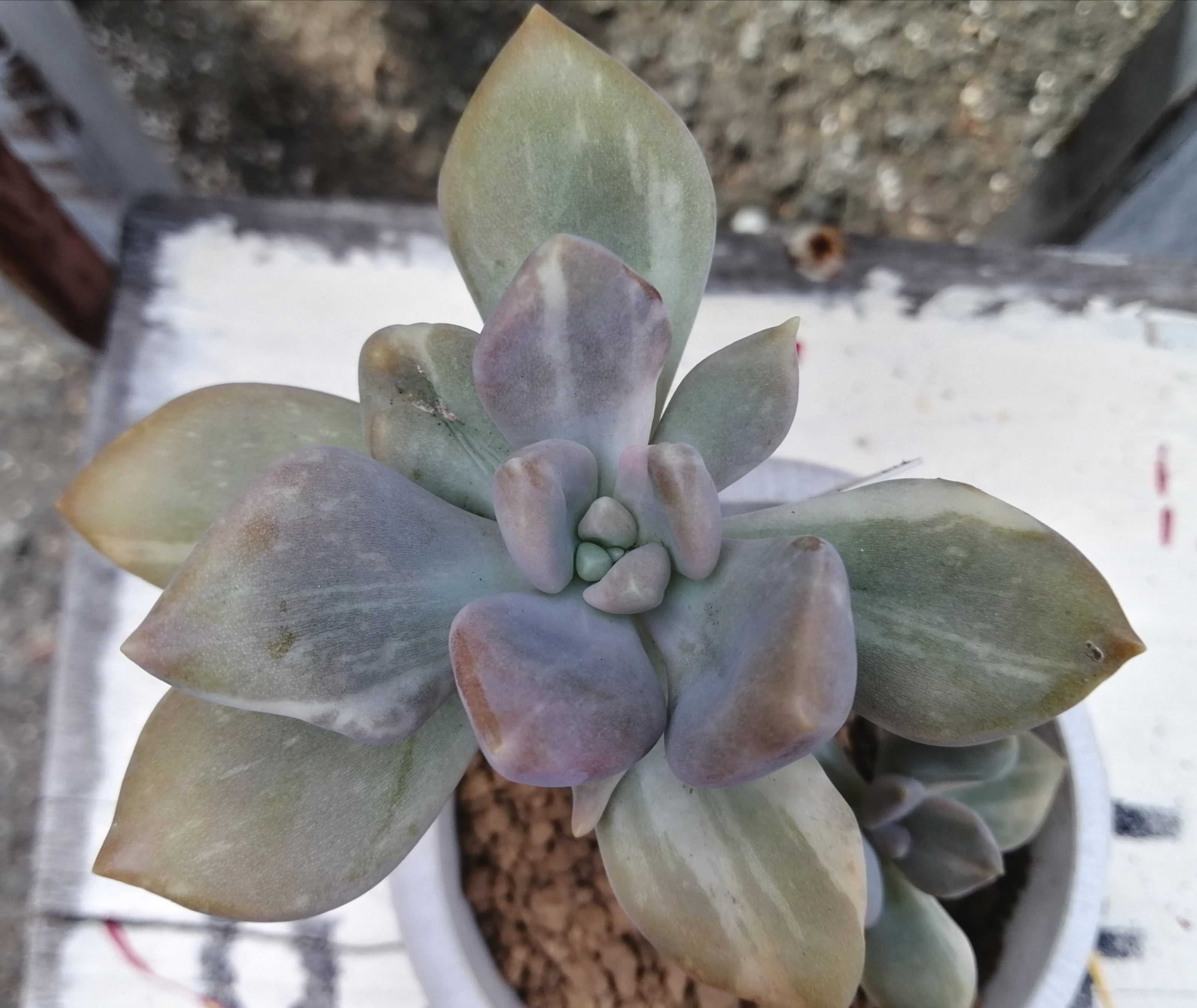 石蓮花錦(韓国苗) | RuPo 多肉植物専門店