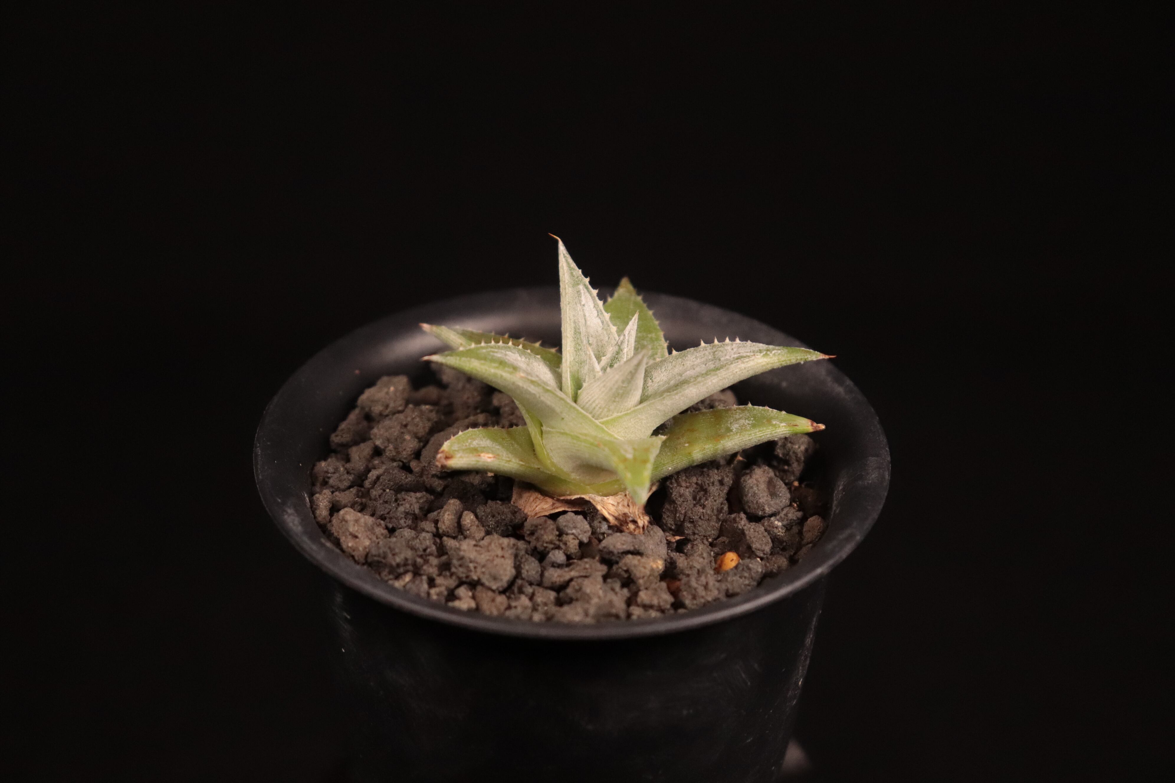 送料無料】Dyckia 'Zebra'〔ディッキア〕現品発送D0474 | plane plants