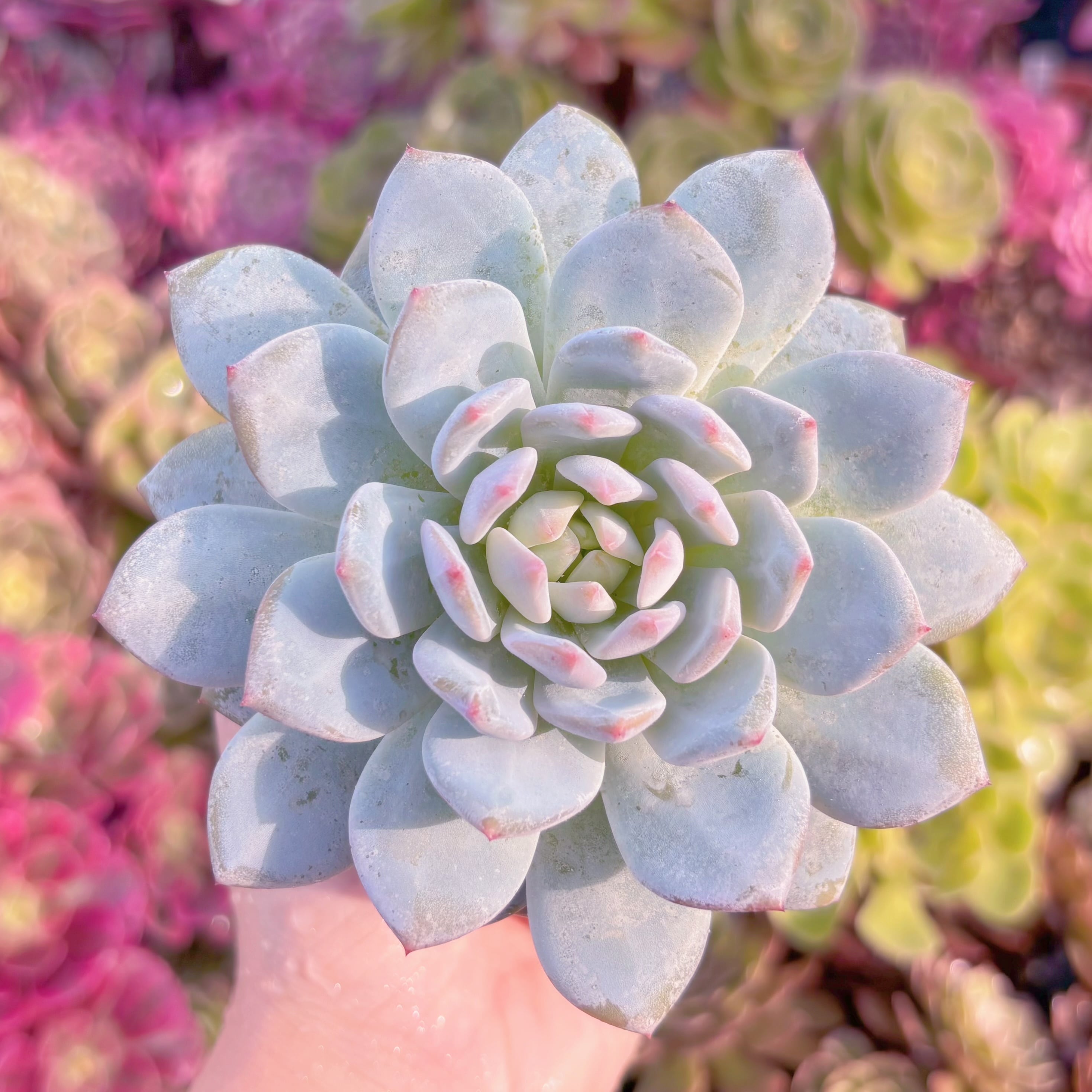 現品　玉芙蓉#A59　大苗　るる農園