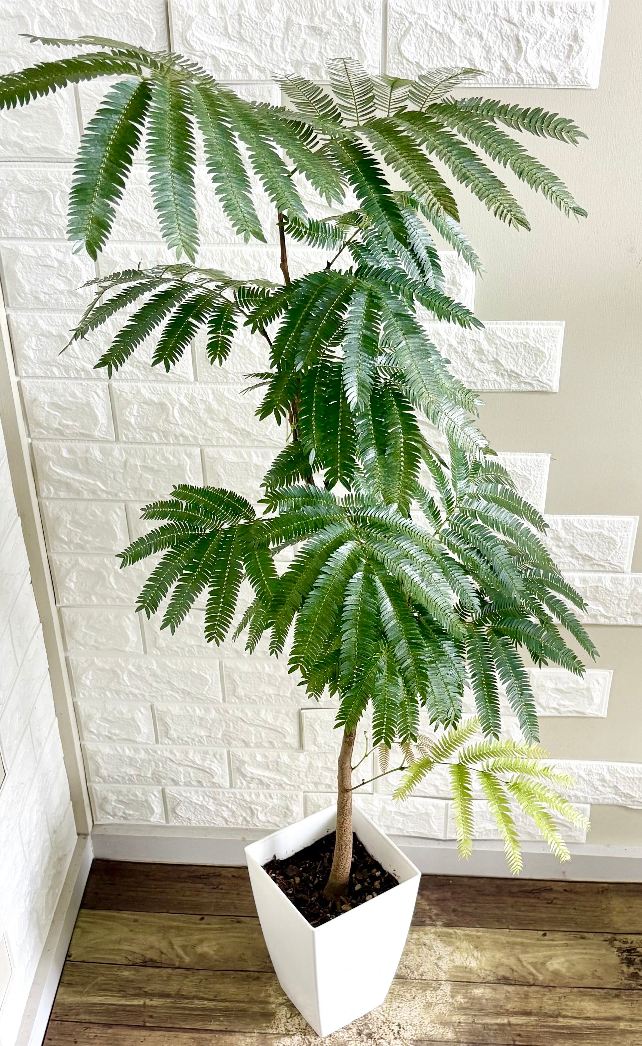 エバーフレッシュ⭐️曲がり⭐️観葉植物 | 観葉植物のお店 feerie