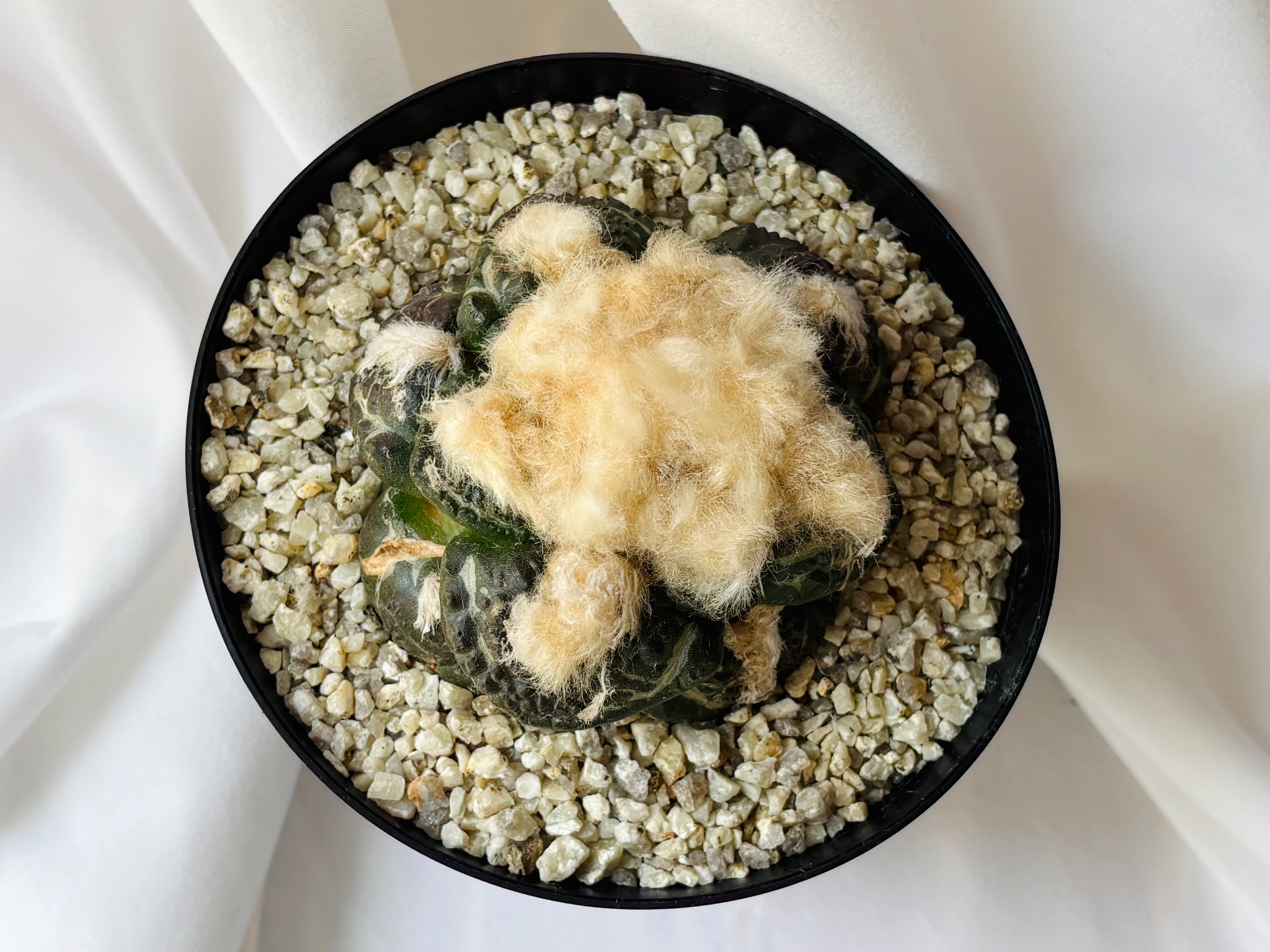 Ariocarpus fissuratus アリオカルプス 亀甲牡丹 サボテン | plants