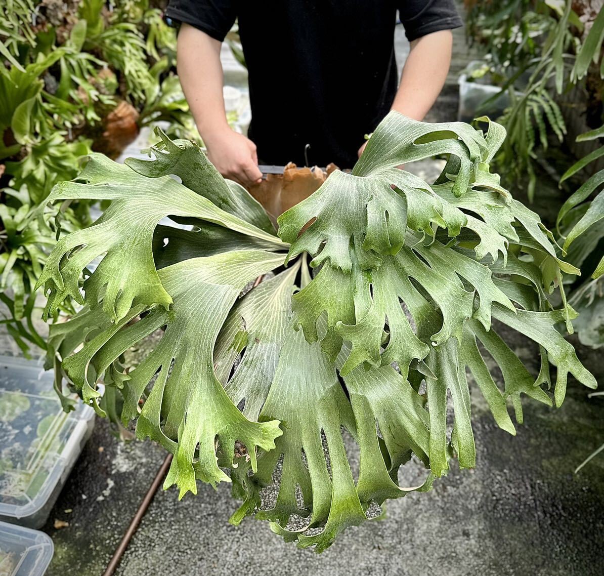 ビカクシダ ヒリーIVAスポア 観葉植物 ビカクシダ ヒリーIVAスポア