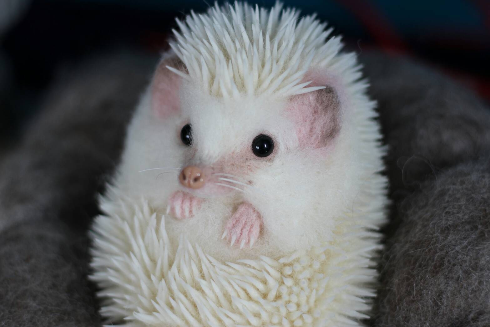 Curled White Hedgehog アルビノハリネズミさんウニポーズ ハリネズミ人形作家おおたけみちこのお店 Michiko Ohtake Shop