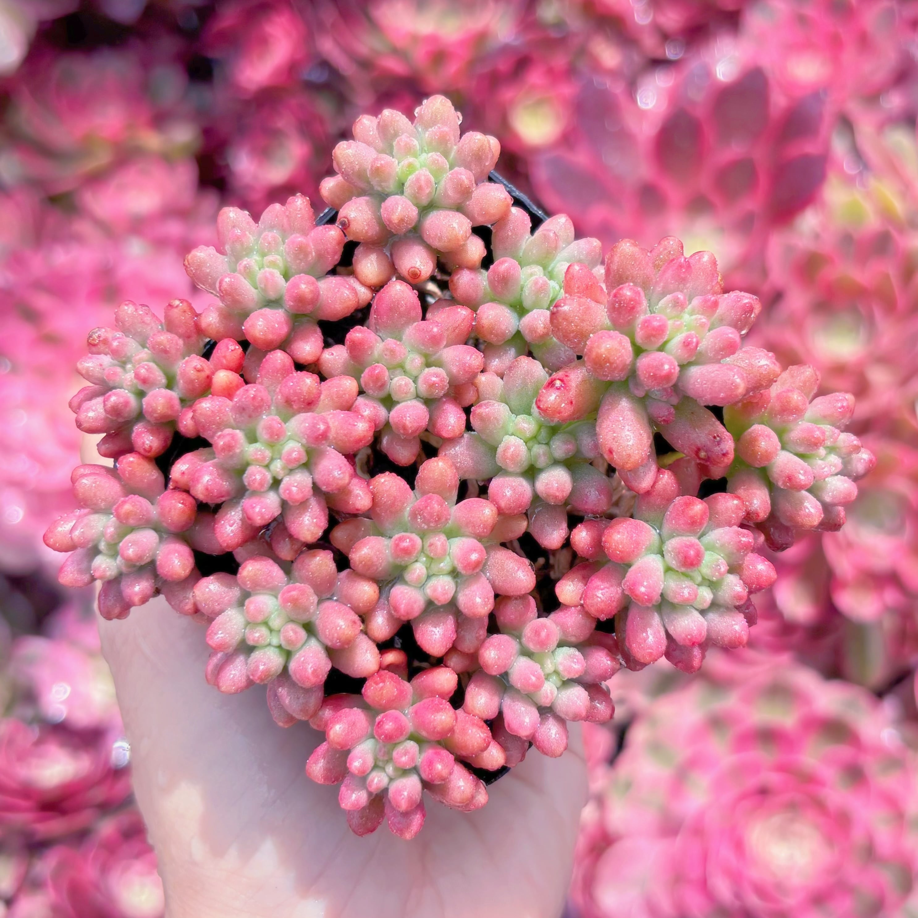 現品　紅の玉錦#K492　新入荷　るる農園