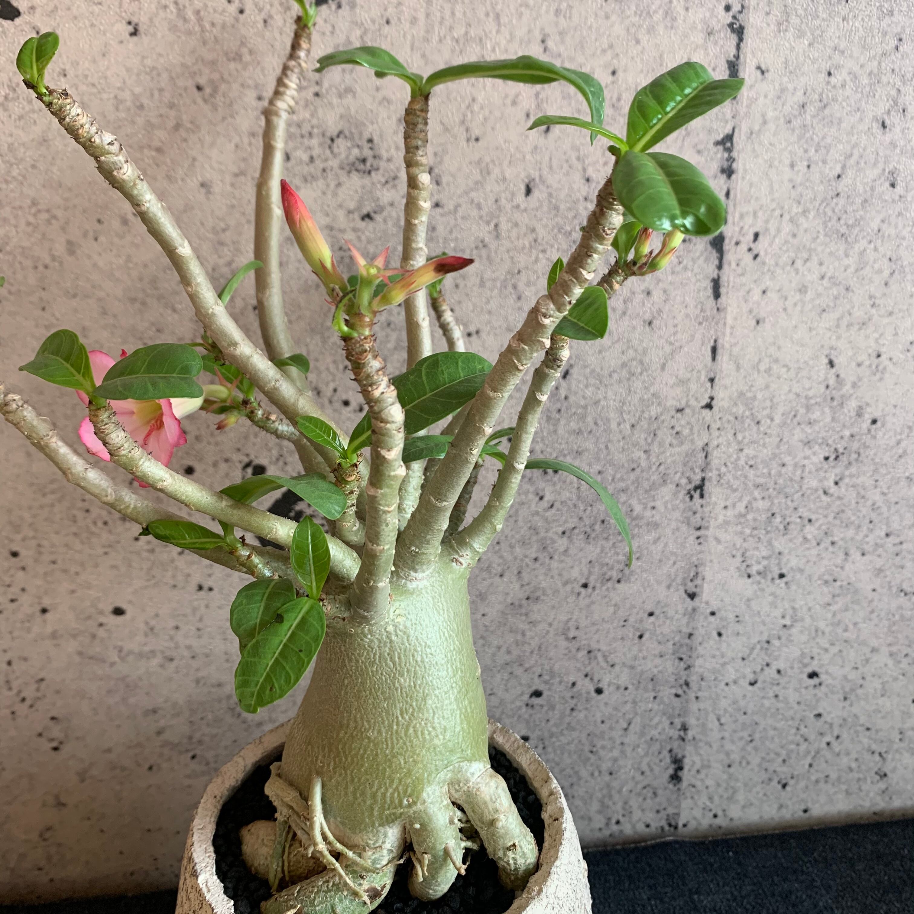 アデニウム アラビカム Planet Plants プラネットプランツ