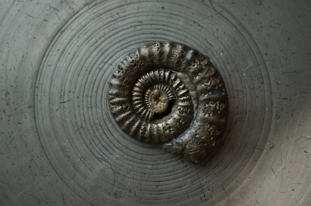 イギリス産黄鉄鉱化アンモナイト  Pyritized Ammonite 2312