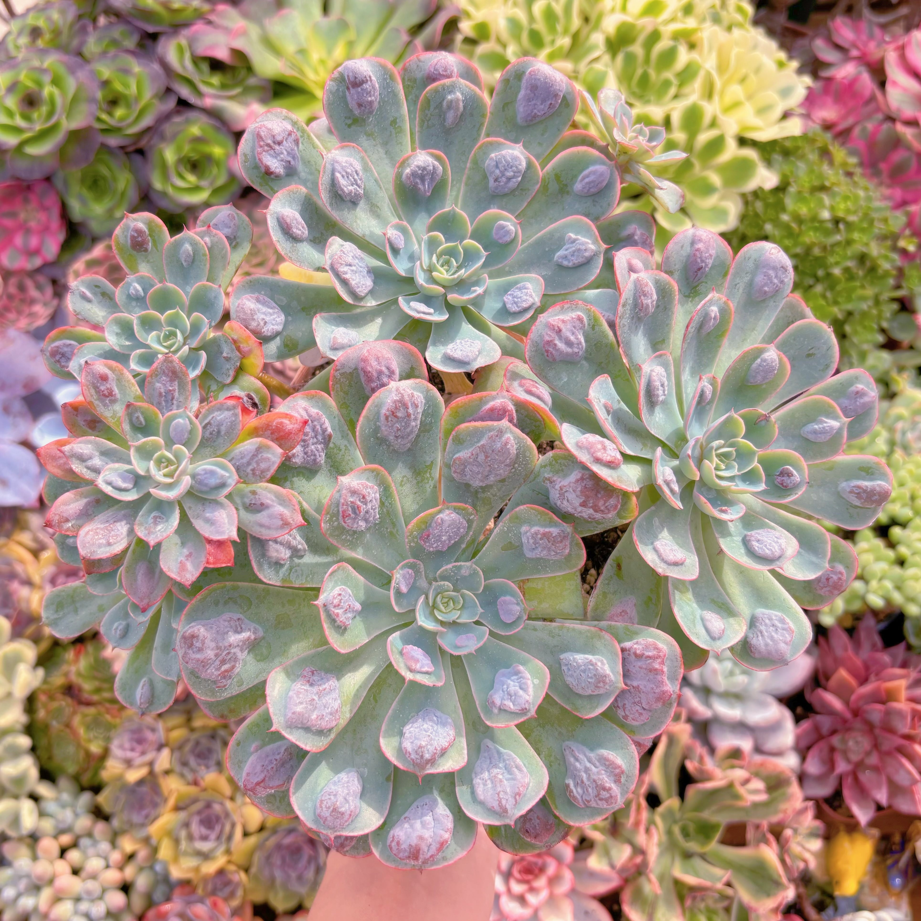 現品　ビヨンセ#K006　理想的な株姿　在庫僅少　大群生　新入荷　るる農園