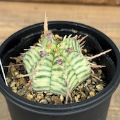 ユーフォルビア メロフォルミス錦【374】