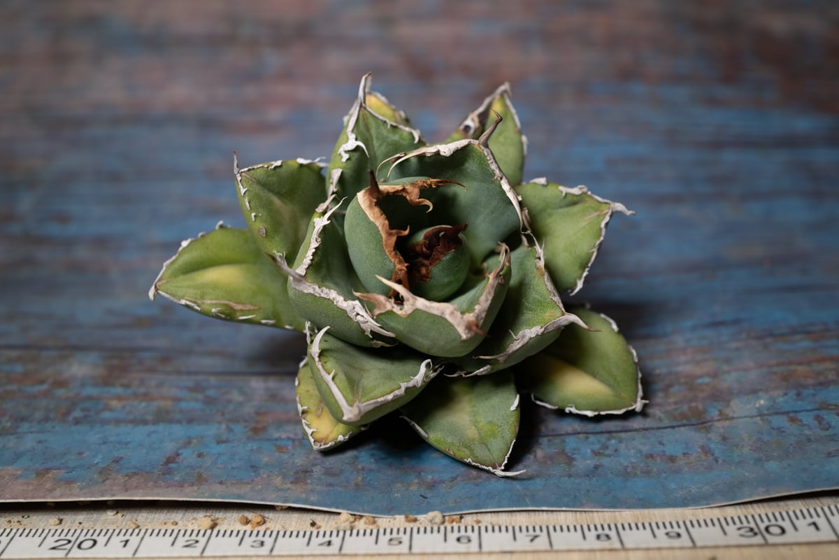 アガベ チタノタ Chum | ThaiPlanTs