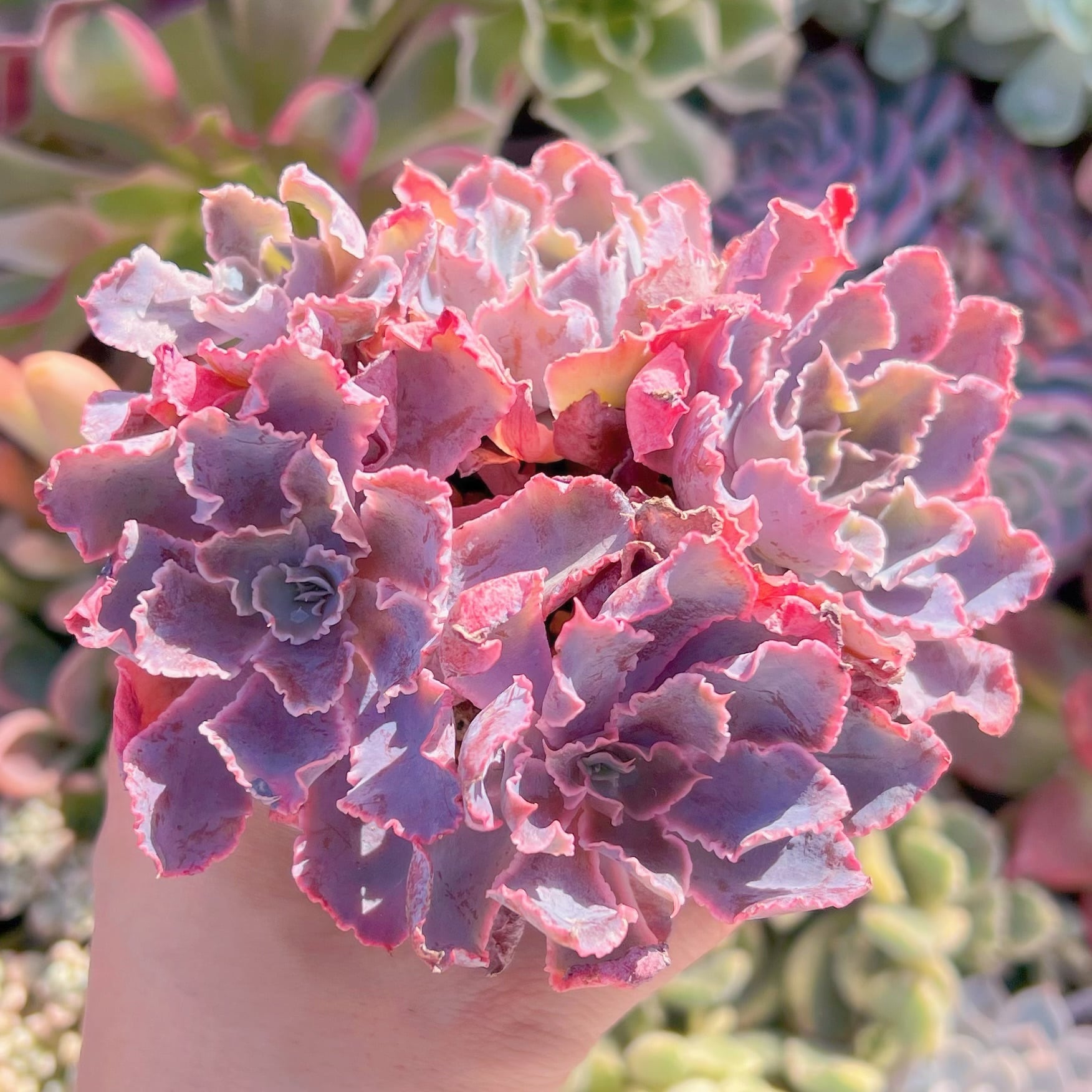 現品　シャビアナ#757　るる農園