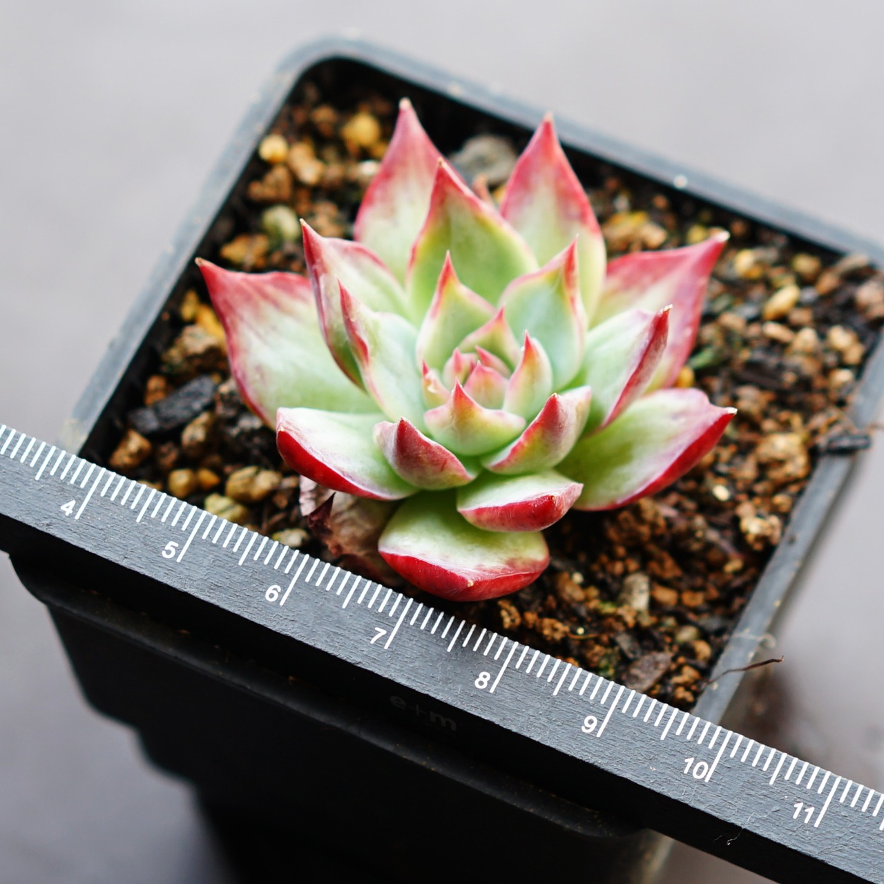 抜き苗 カシオ チビ苗 Echeveria 'Cacio'