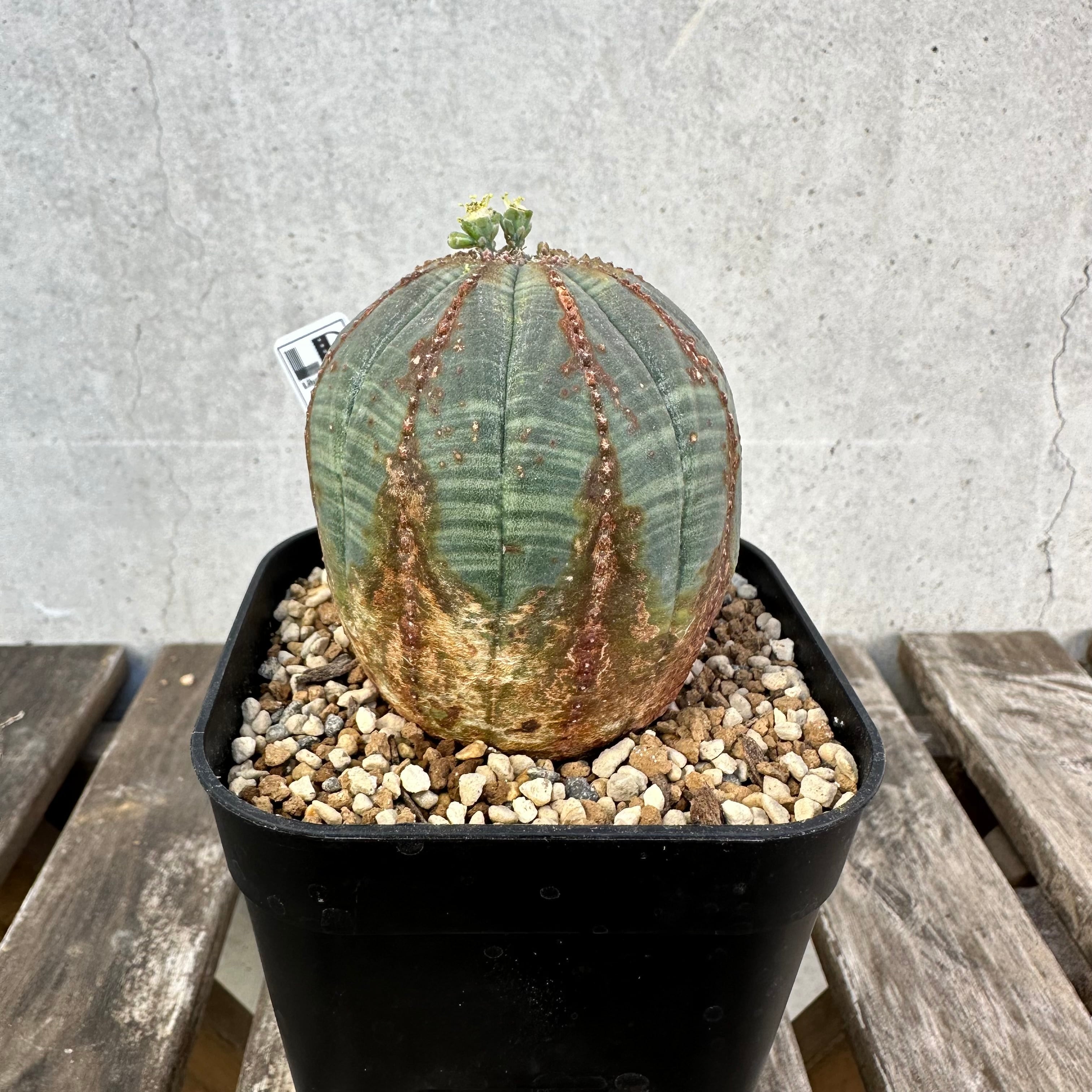 Obesa | Libaran_Plants〜ユーフォルビア オベサ 専門店オンラインスト〜